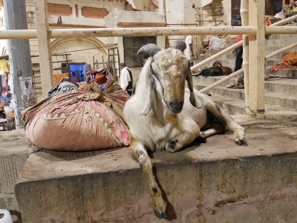  Back in Varanasi old town, Martin couldn’t resist taking photos of these cute goats who have taken up residence on the  ghats . 
