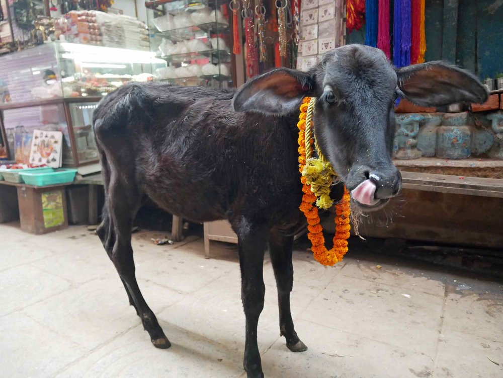  A baby calf adorned with offerings. 