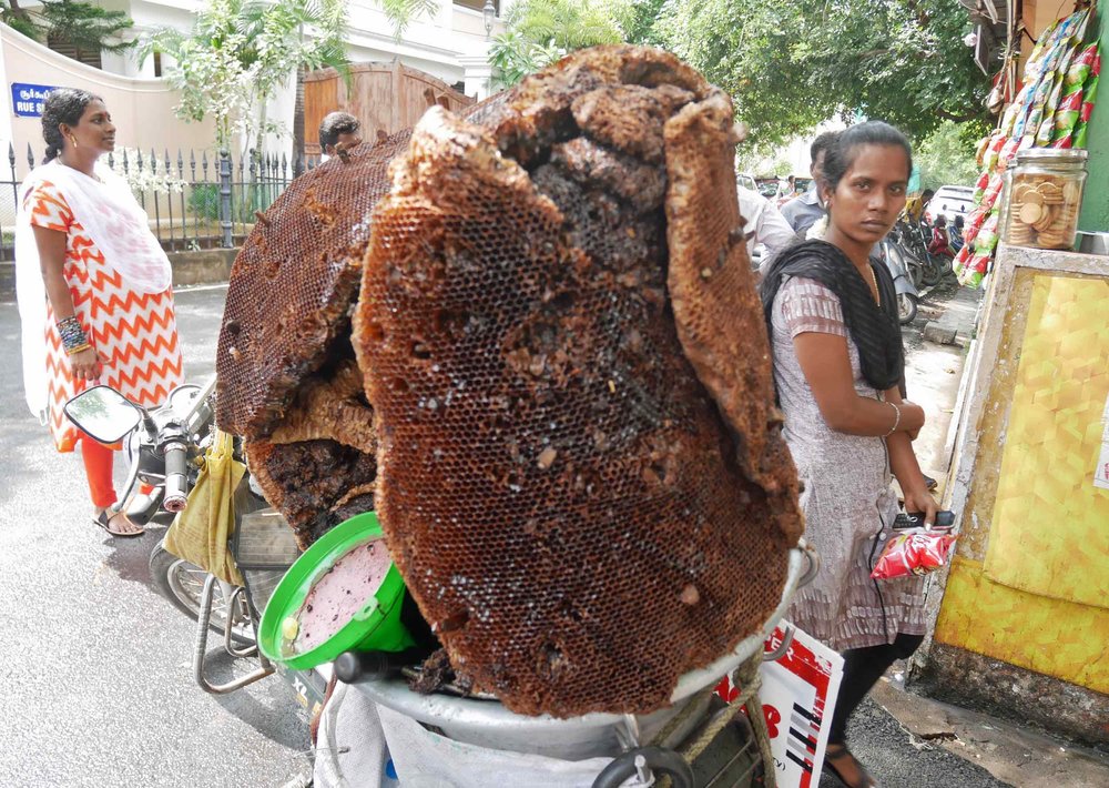  Wild honey being sold from a honeycomb on the back of a man’s moped! 