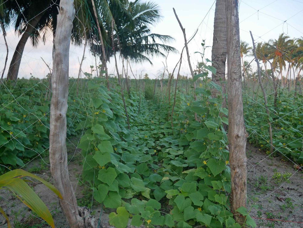  Rows of squash and beans grow on this agricultural island. 
