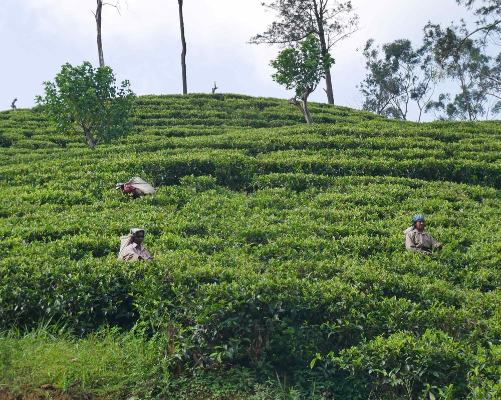  Women harvesting tea at the plantations around Ella (Dec 18). 