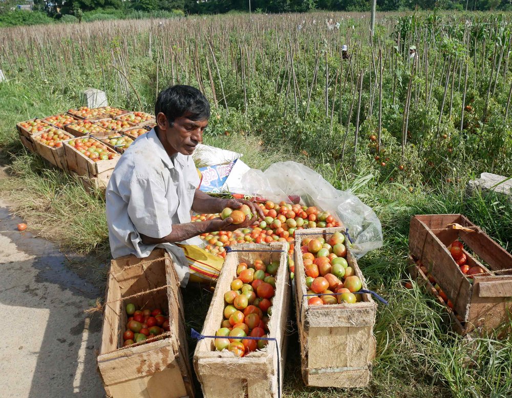  A man by the side of the road sorted tomatoes, which were harvested in the fertile valleys of Ella. 