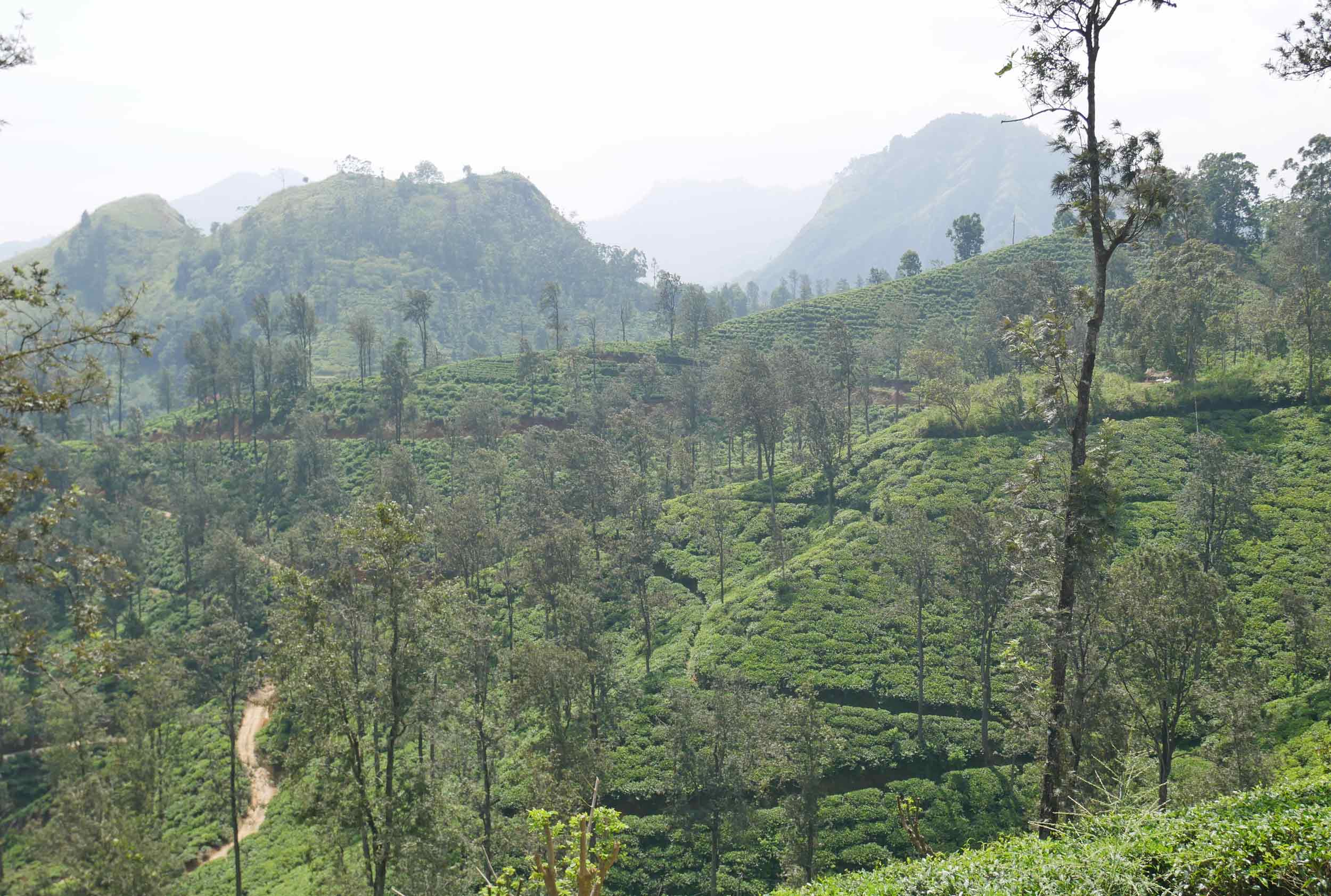 The picturesque tea fields of Sri Lanka are not to be missed!