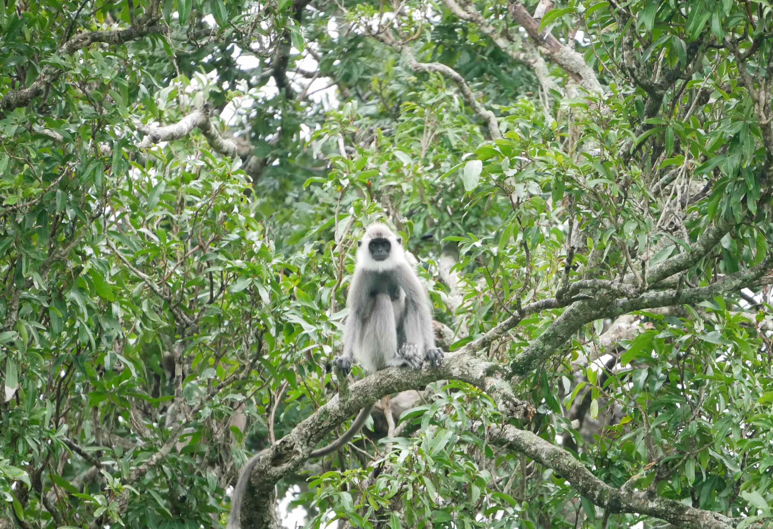  This beautiful Grey Langur Monkey waited out the rain from her perch. 