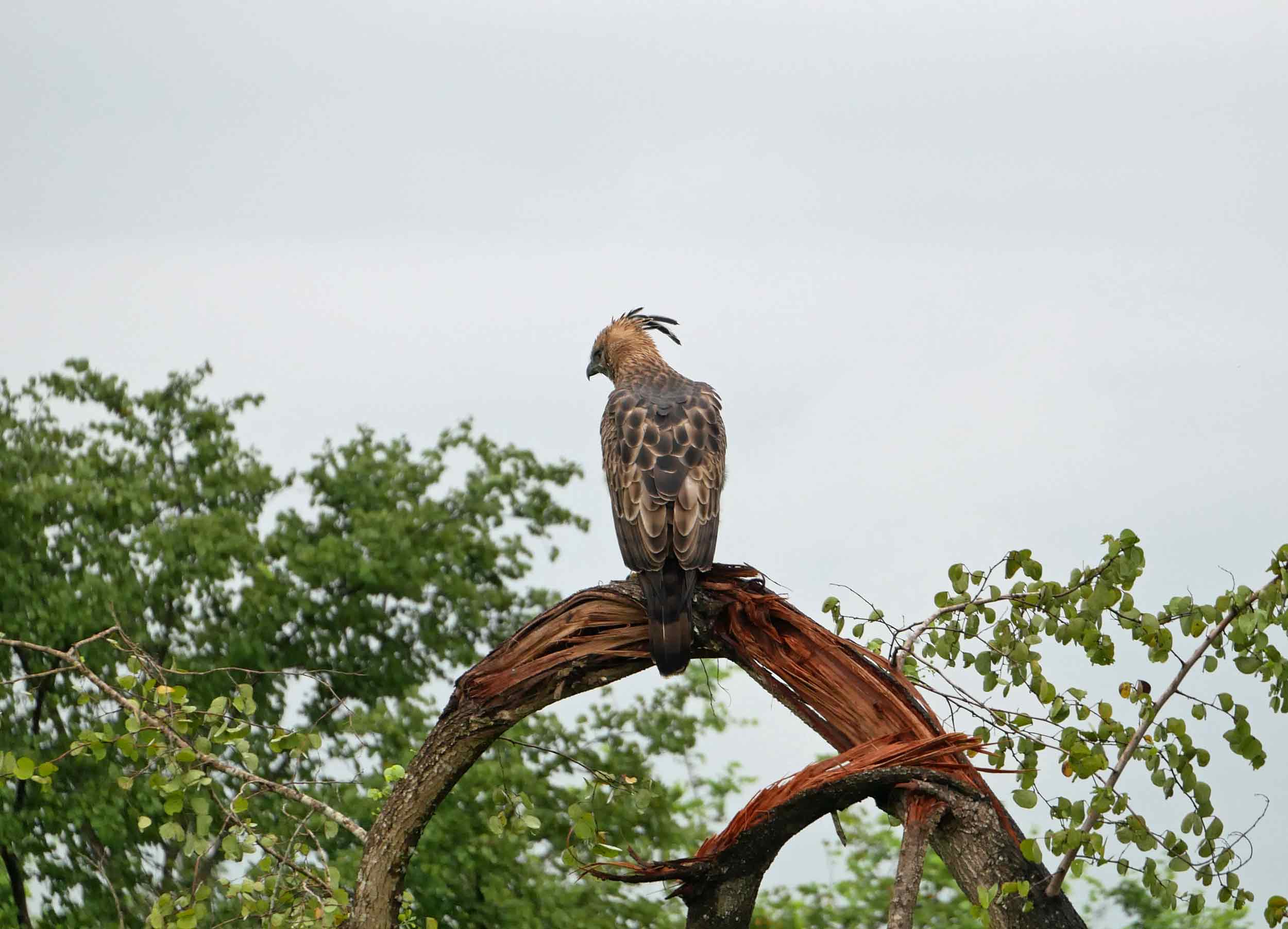  A Crested Hawk Eagle perched high atop the canopy as it scanned for prey. 