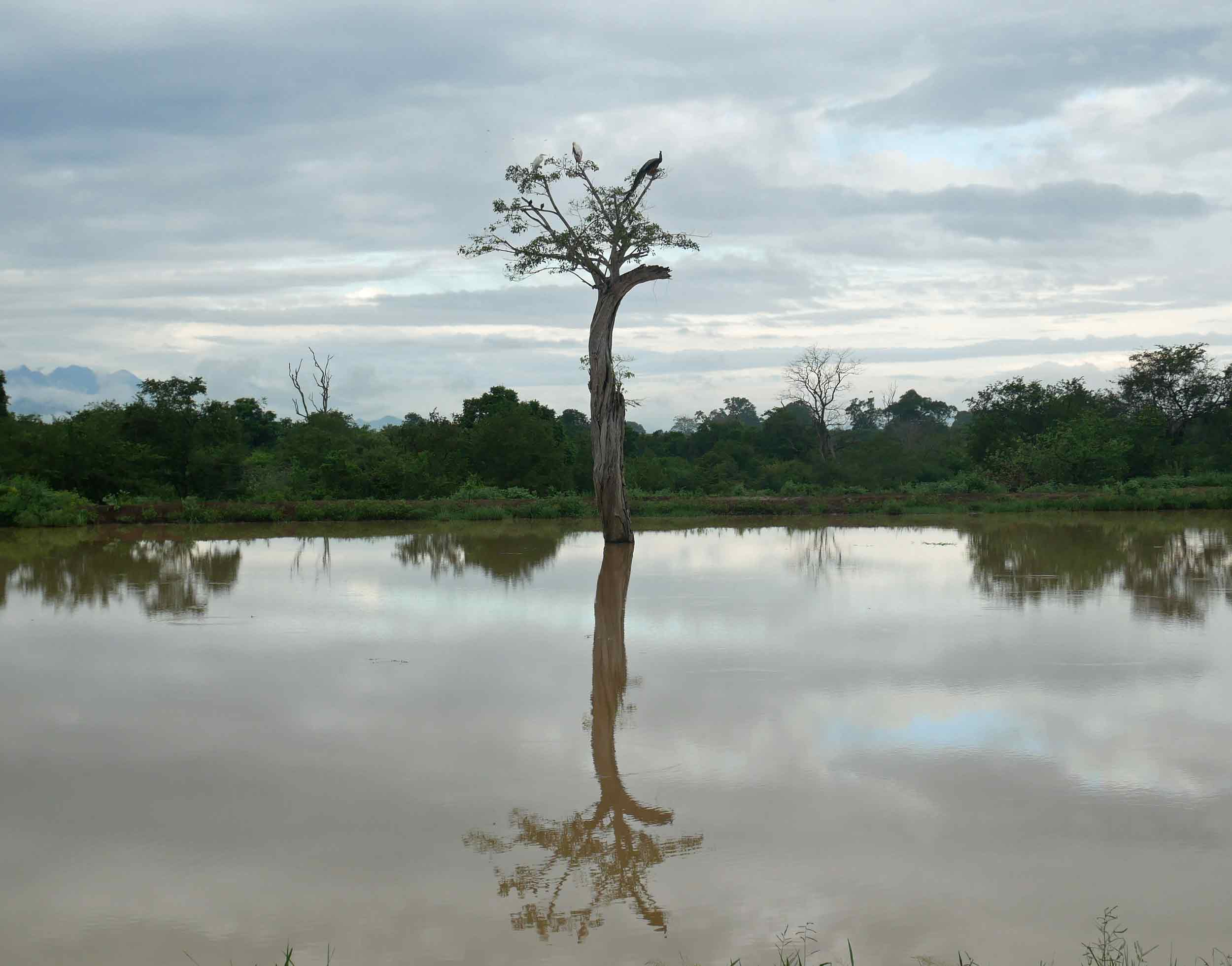 Peacock reflecting on life in the Sri Lankan plains.