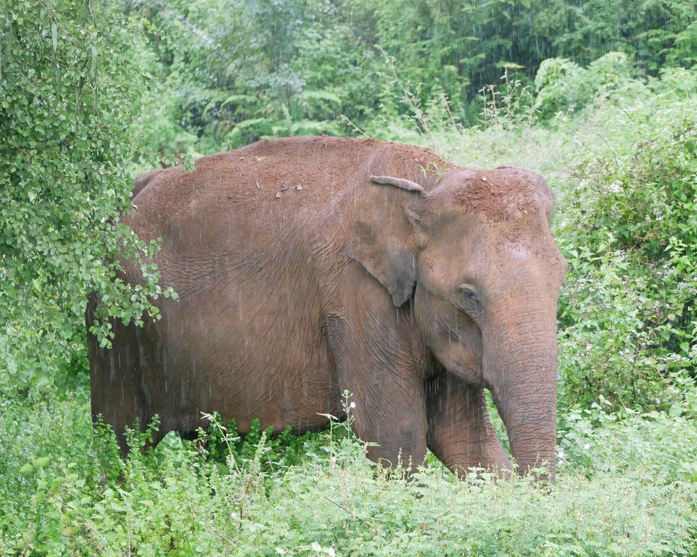  A Sri Lankan elephant dug in the clay soil for minerals to consume. 