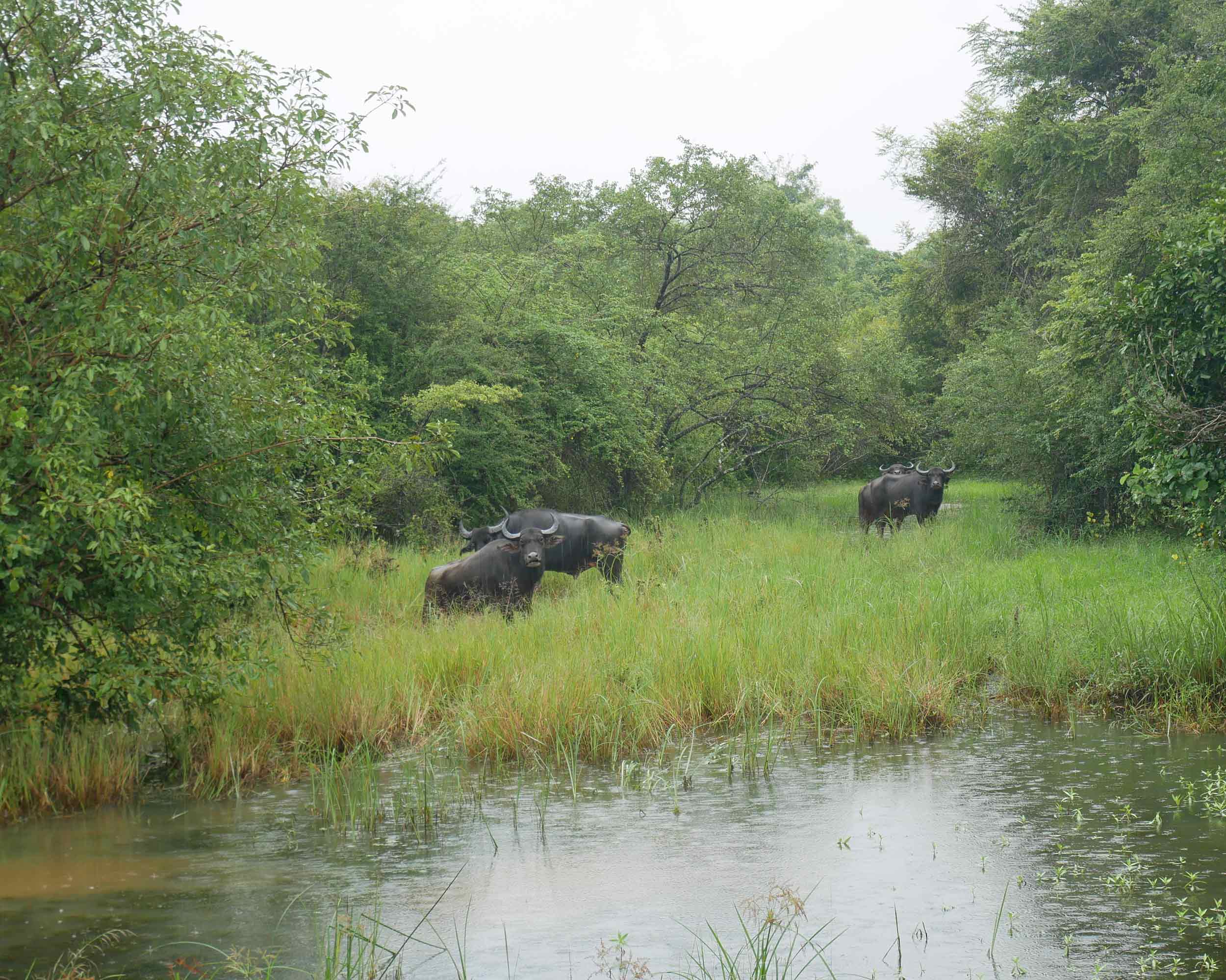  Water buffalo were curious of our Jeep. 