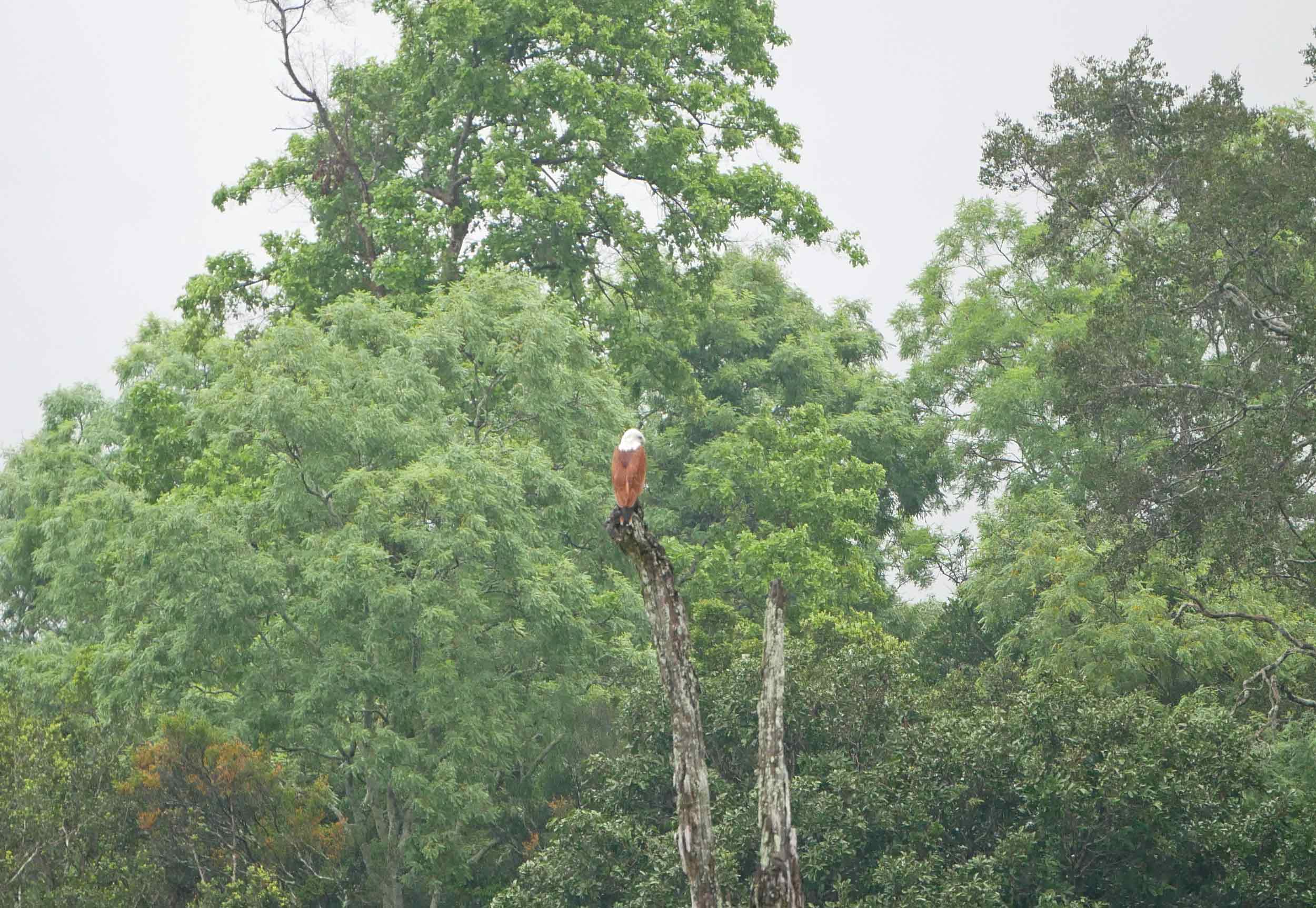 A white bellied sea eagle scanned the waters from high in the trees.