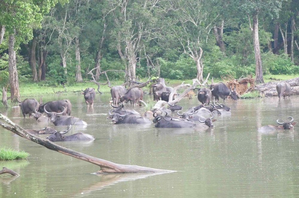  A herd of water buffalo were completely in their element. 