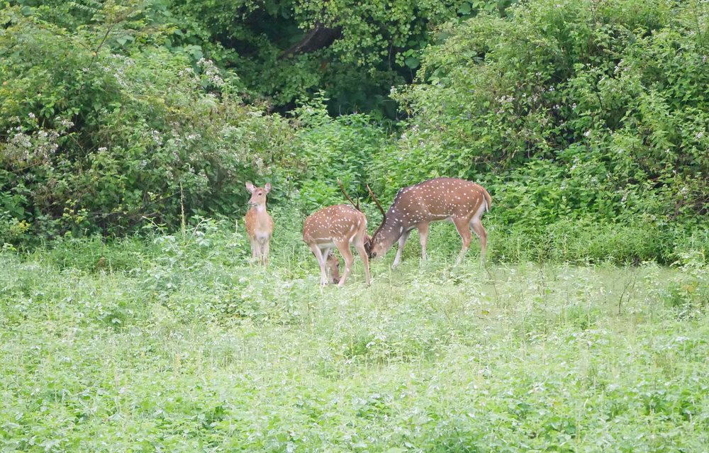  A small herd of Sri Lankan Sambar Deer grazed in a meadow. 