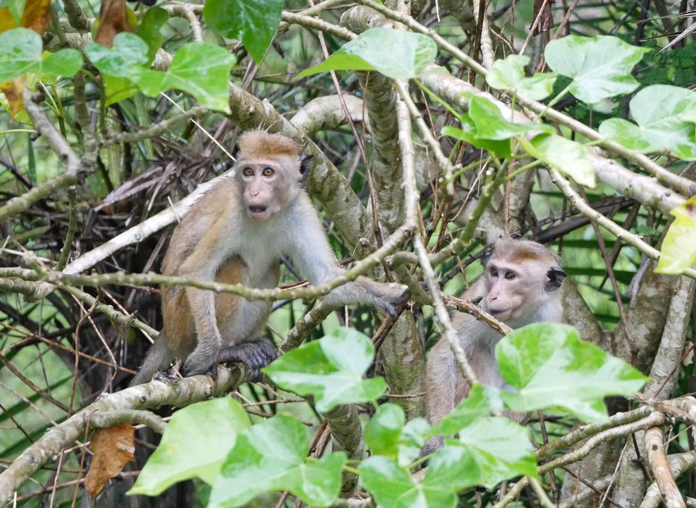  A pair of toque macaque monkeys were caught off guard! 