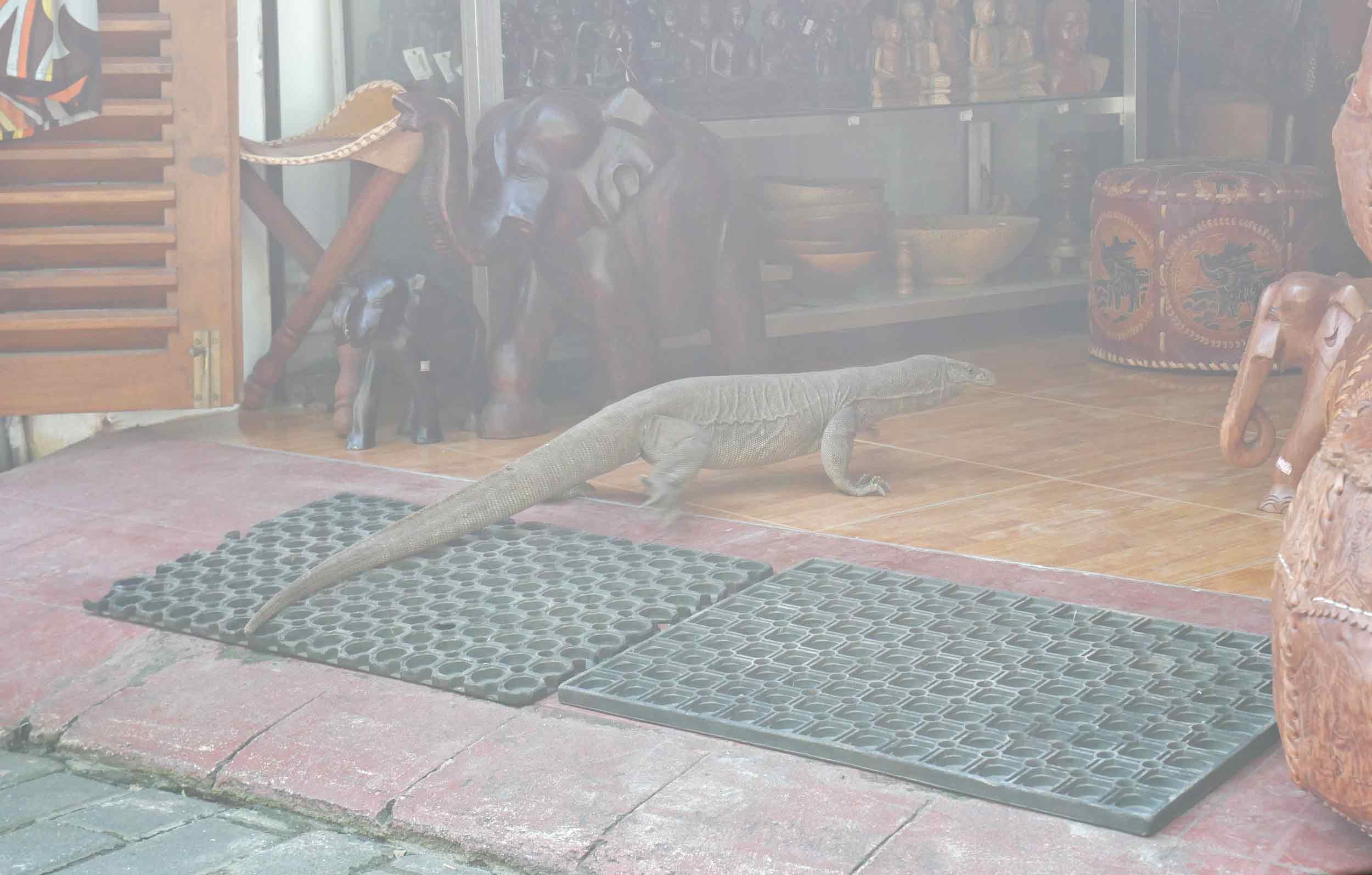 A monitor lizard decided to have a browse in a local shop. 