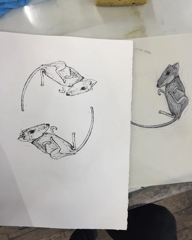 Ball point pen on pronto plate lithography. An ode to my cat Sampson’s recent present. As part of my internship at ZeaMays I get to help run the workshops and this one has been great! I have learned so many little tricks about pronto plates and printing litho.
.
.
.
.
.
#printmaking #lithography #litho #prontoplate #lithograph #print #mice #mouse #drawing #penandink #sketch #fieldmouse