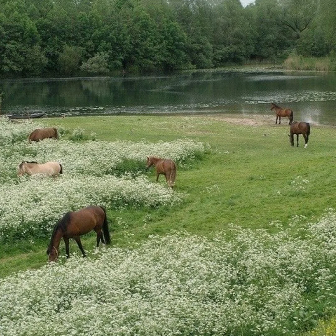 Finally feels like spring 🌿🐎