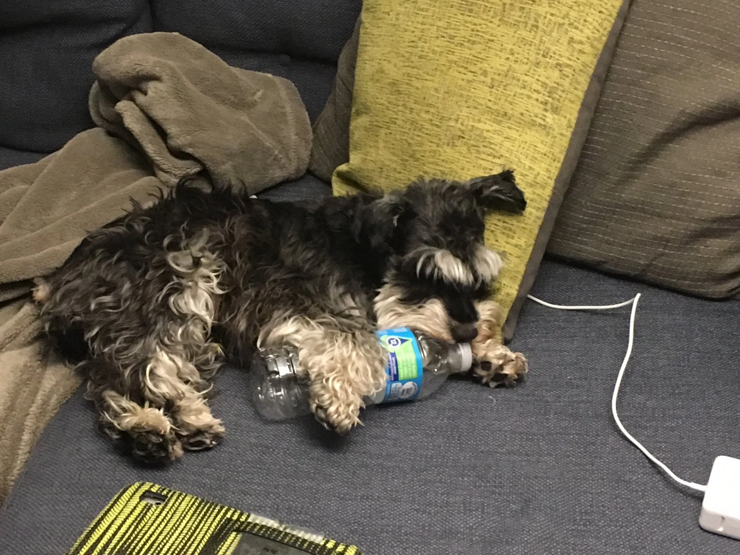 Sparky tries to hang...but is barely able to. This is one of his best friends - yes, the water bottle. 