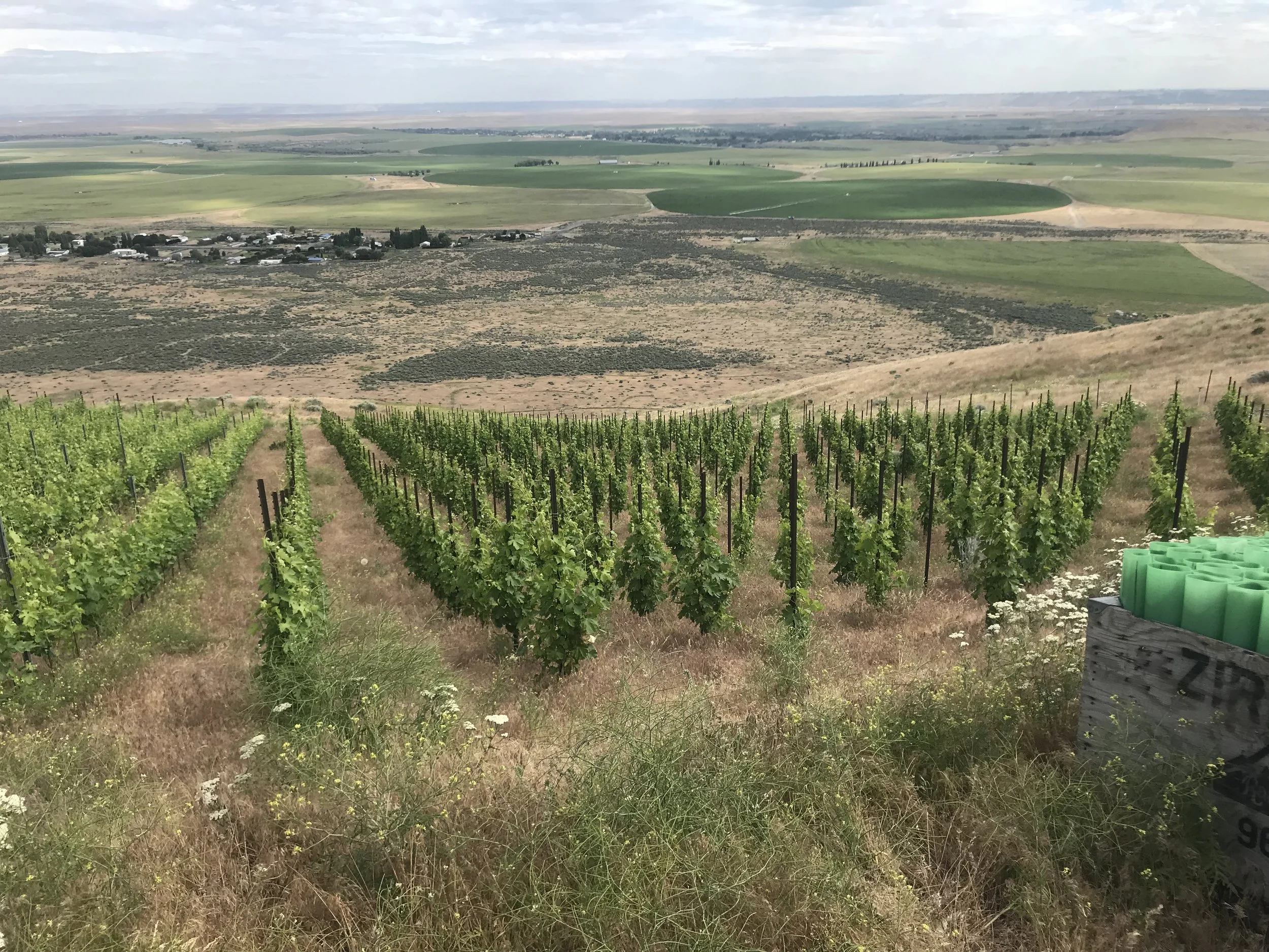 Roussanne block 2019.jpg