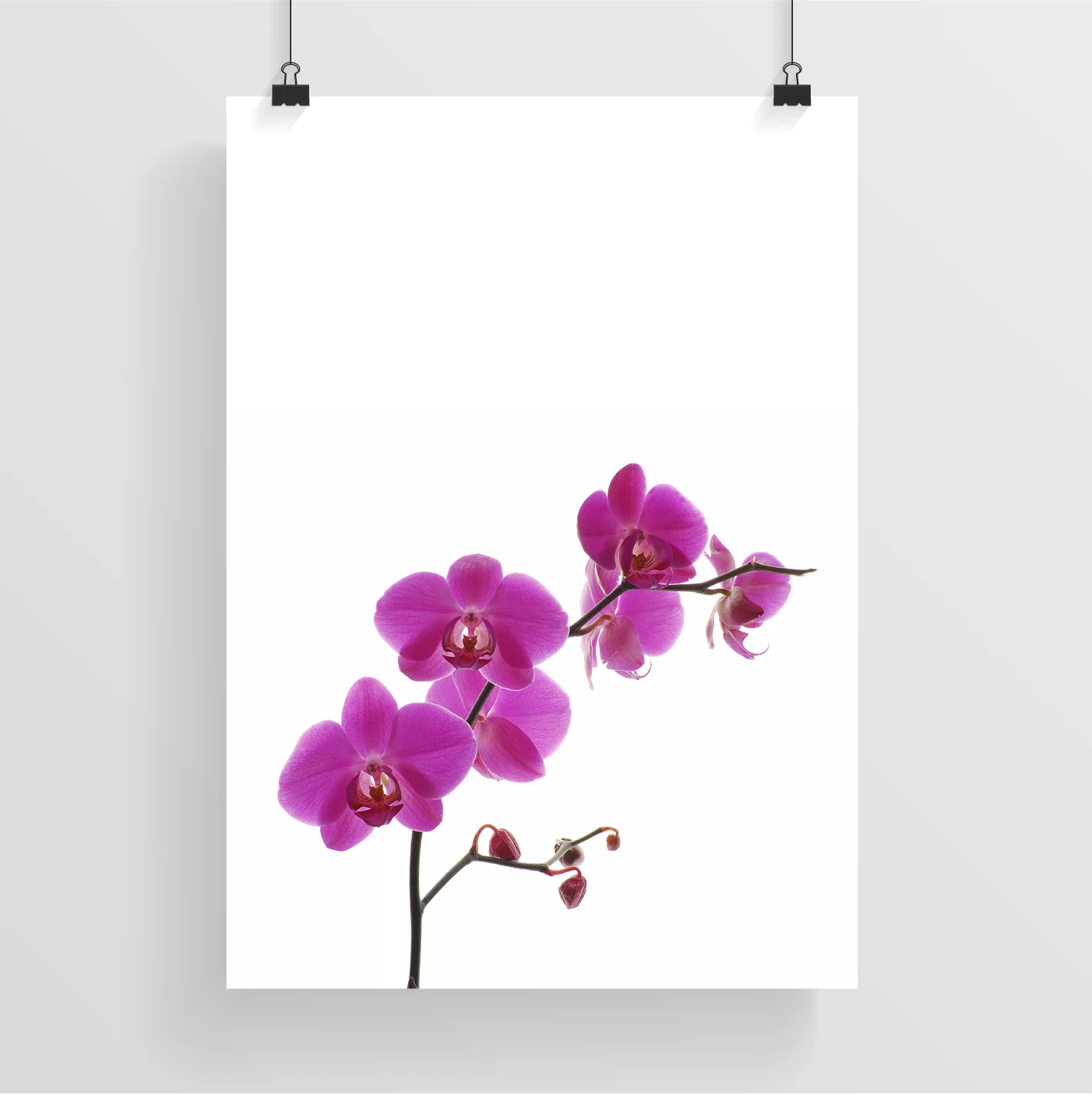 Orchid_MockUp.jpg