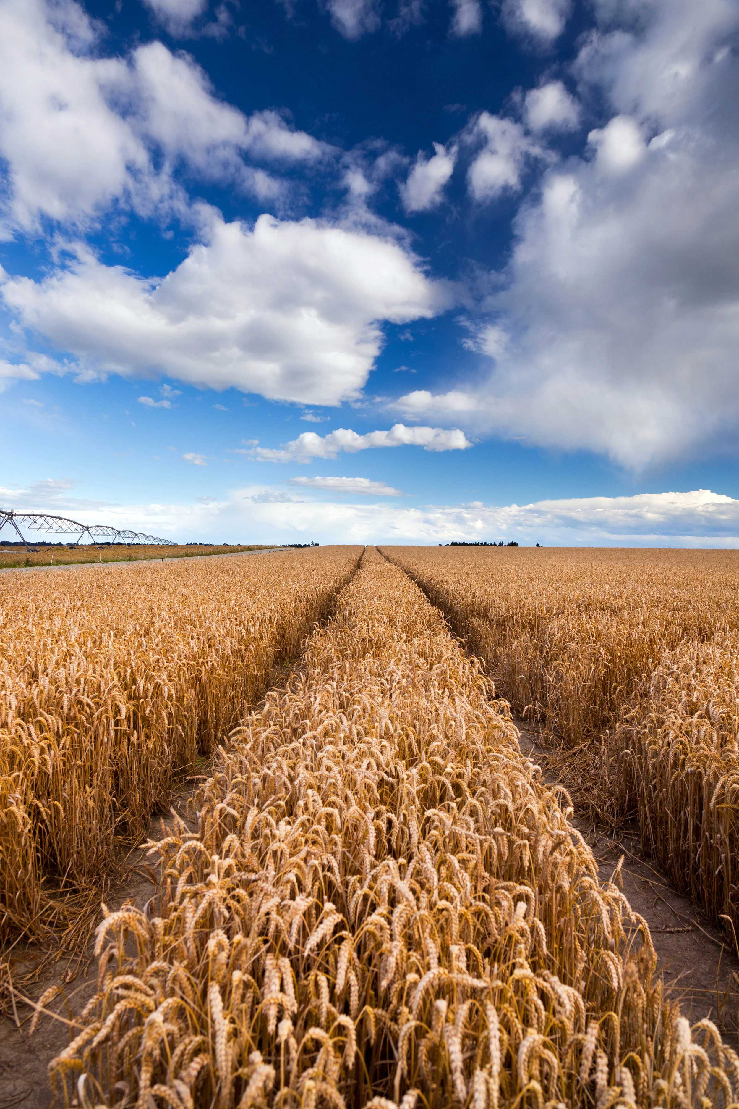 iStock_51122174_XXLARGE.jpg