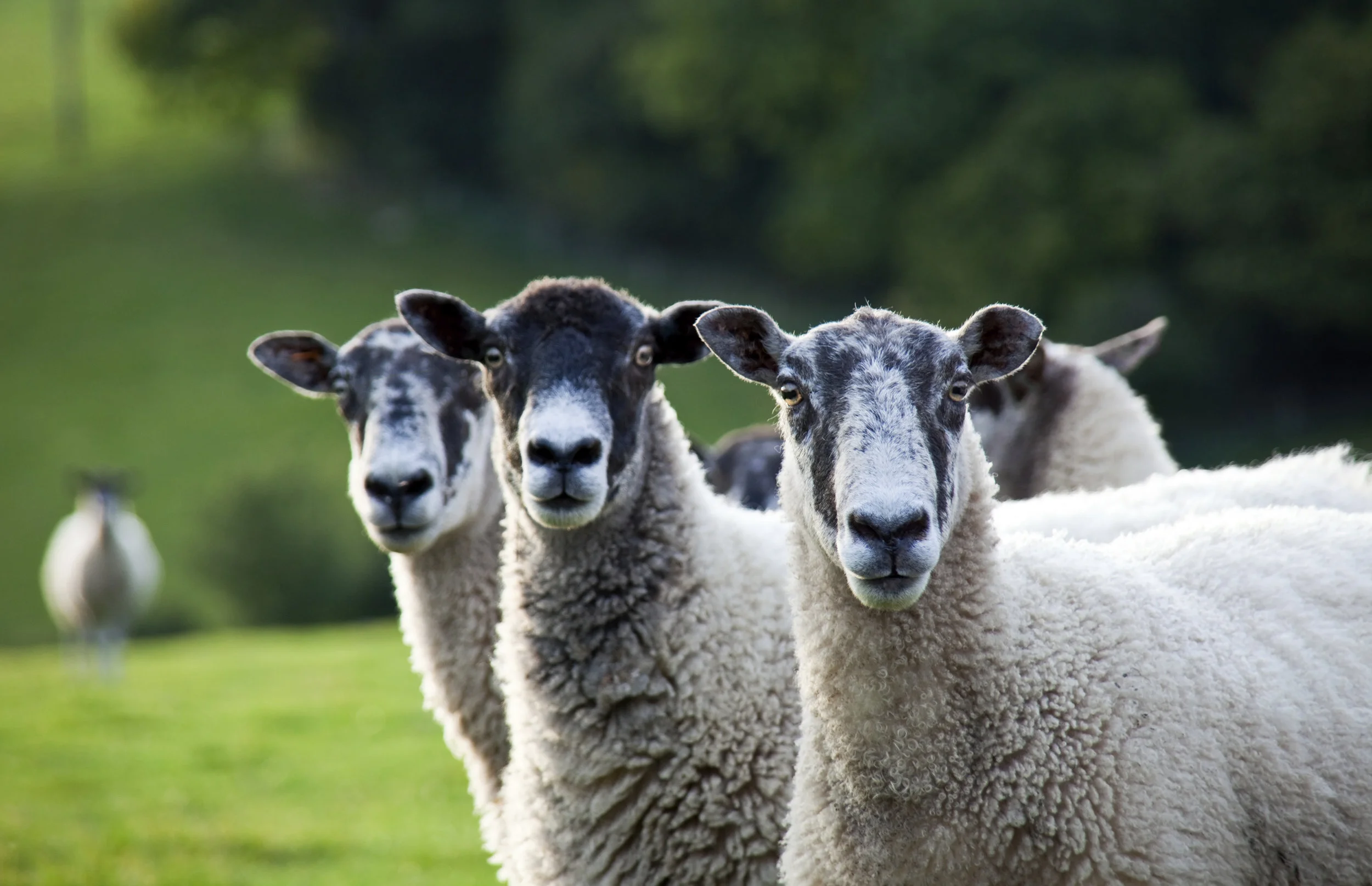 iStock_000011099525_Full.jpg