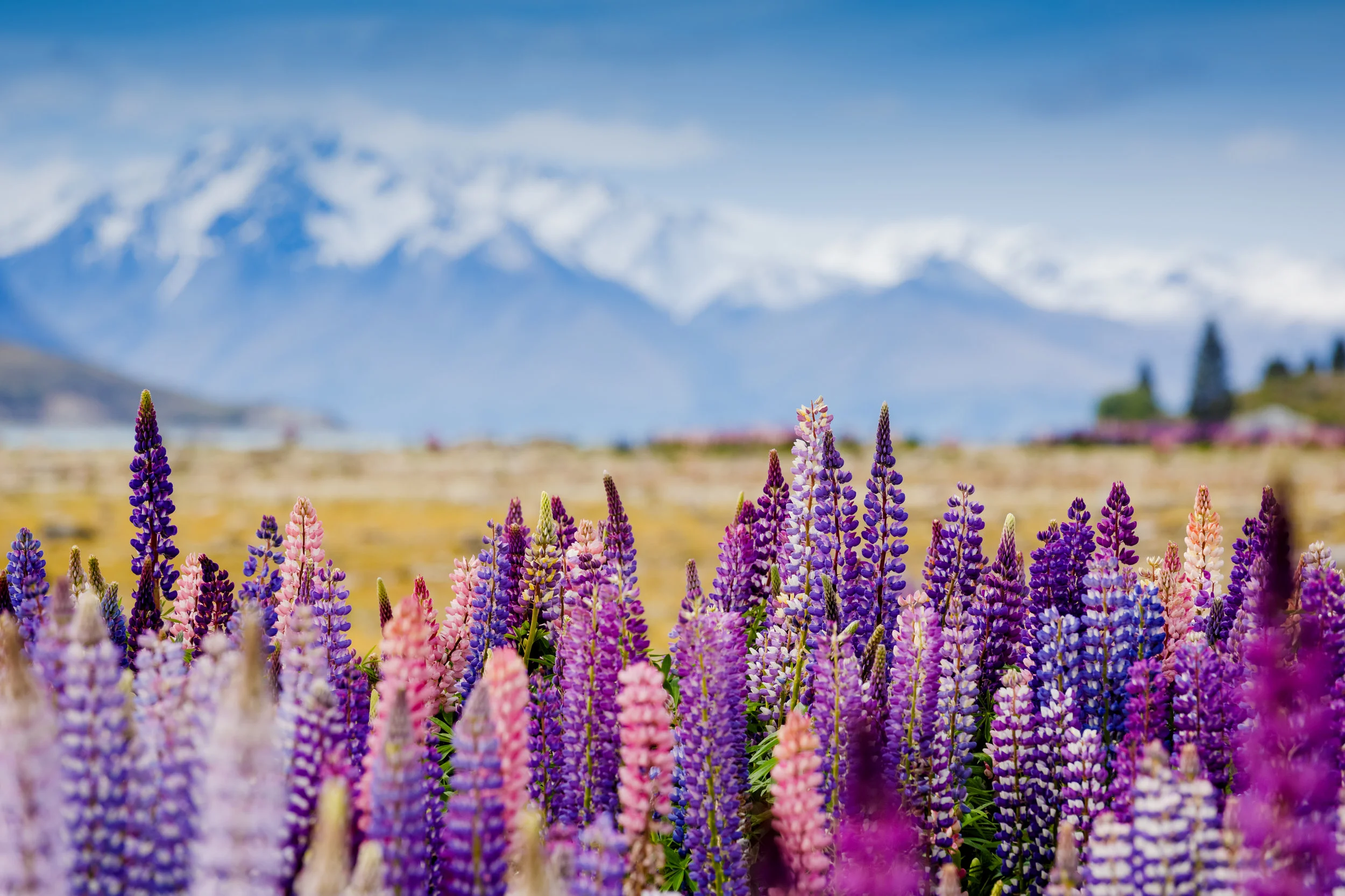 iStock_28159006_LARGE (1).jpg