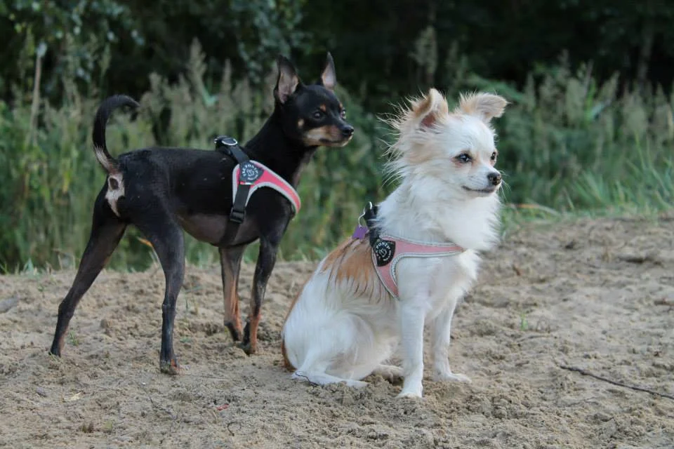 tre ponti dog harness