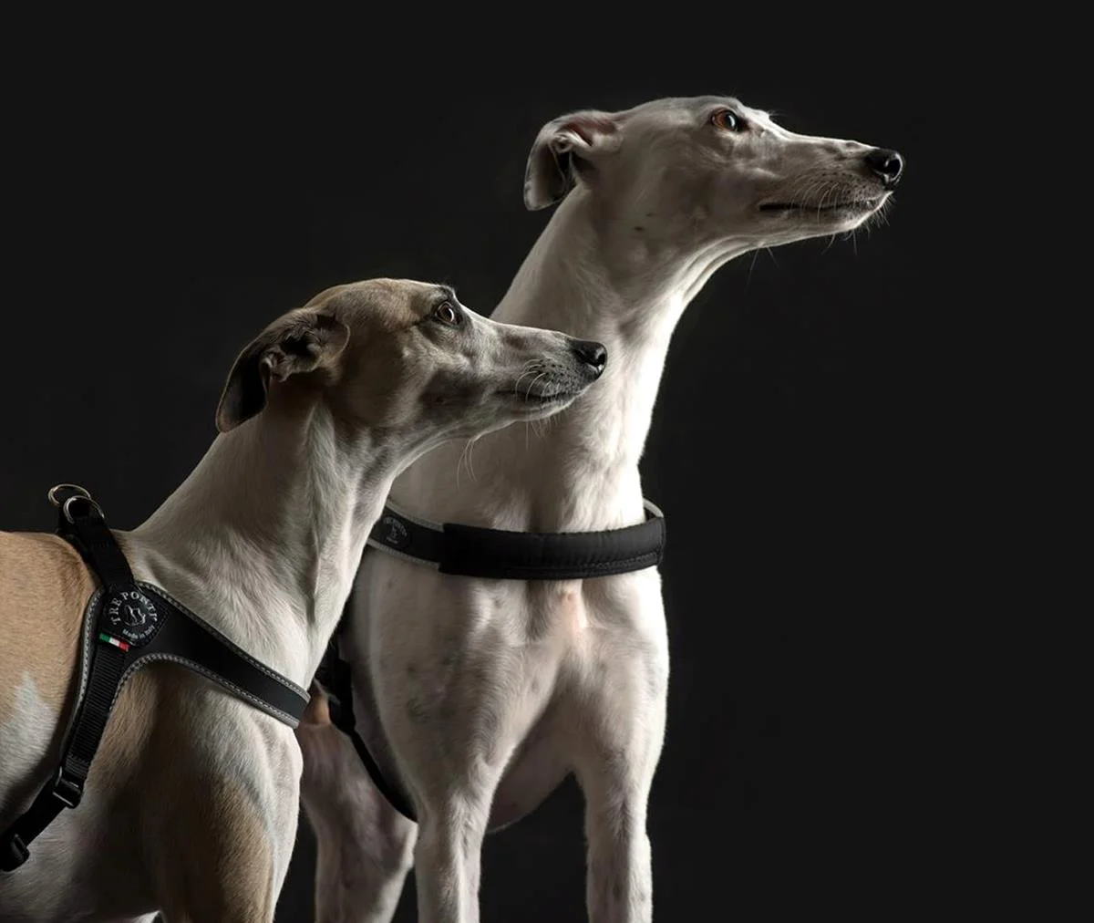 boomerang dog harness