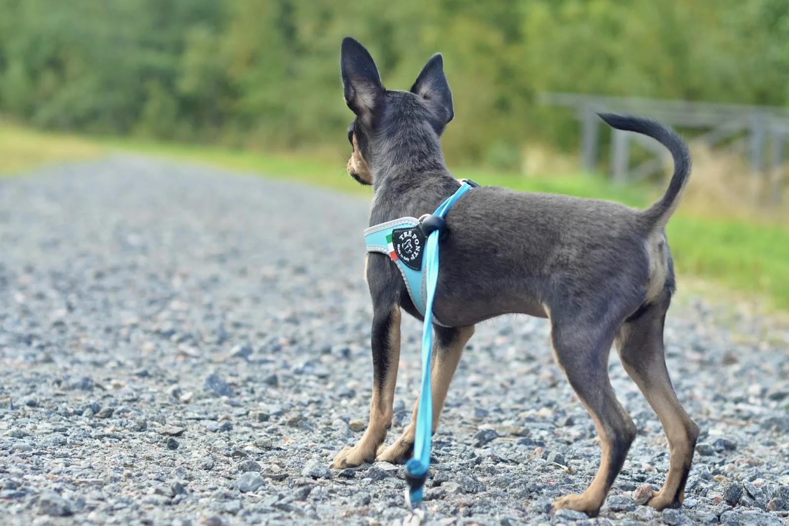 tre ponti dog harness