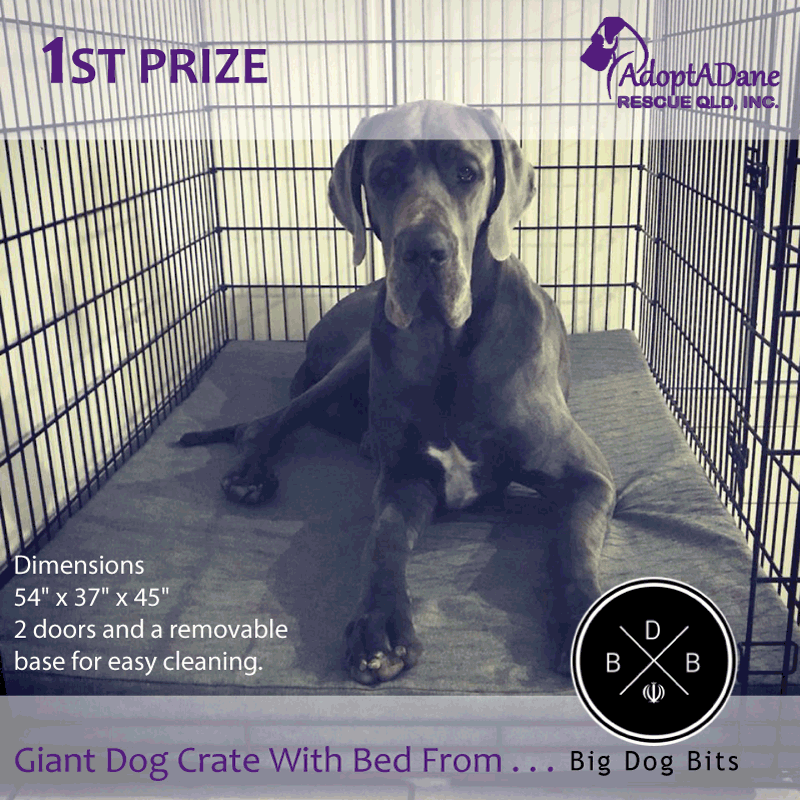 Adoptadane_Raffle_Crate+Bed.gif