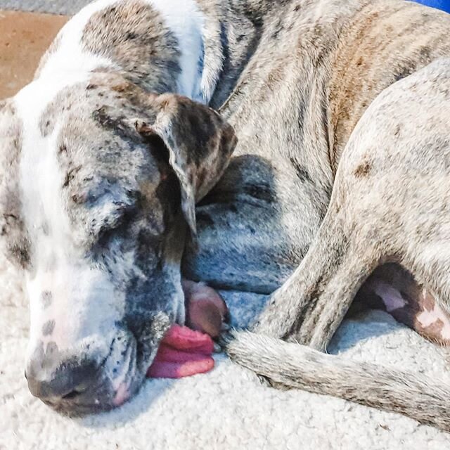 Our special AdoptADane Adoptee Dre couldn&rsquo;t wait until Tuesday so he is starting a #tongueoutthursday trend! Any excuse to see his precious face sleeping so peacefully 💤 😛 
#adoptadane #greatdanerescue #greatdane #greatdanelife #adoptdontshop