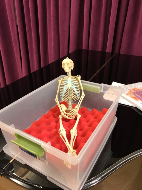 Mr Bones taking in the Alexander Technique class.jpeg