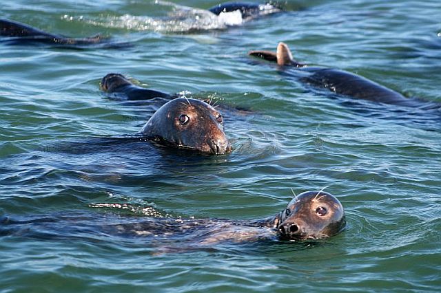 Seals gather to eat some of the catch being unloaded by the boats