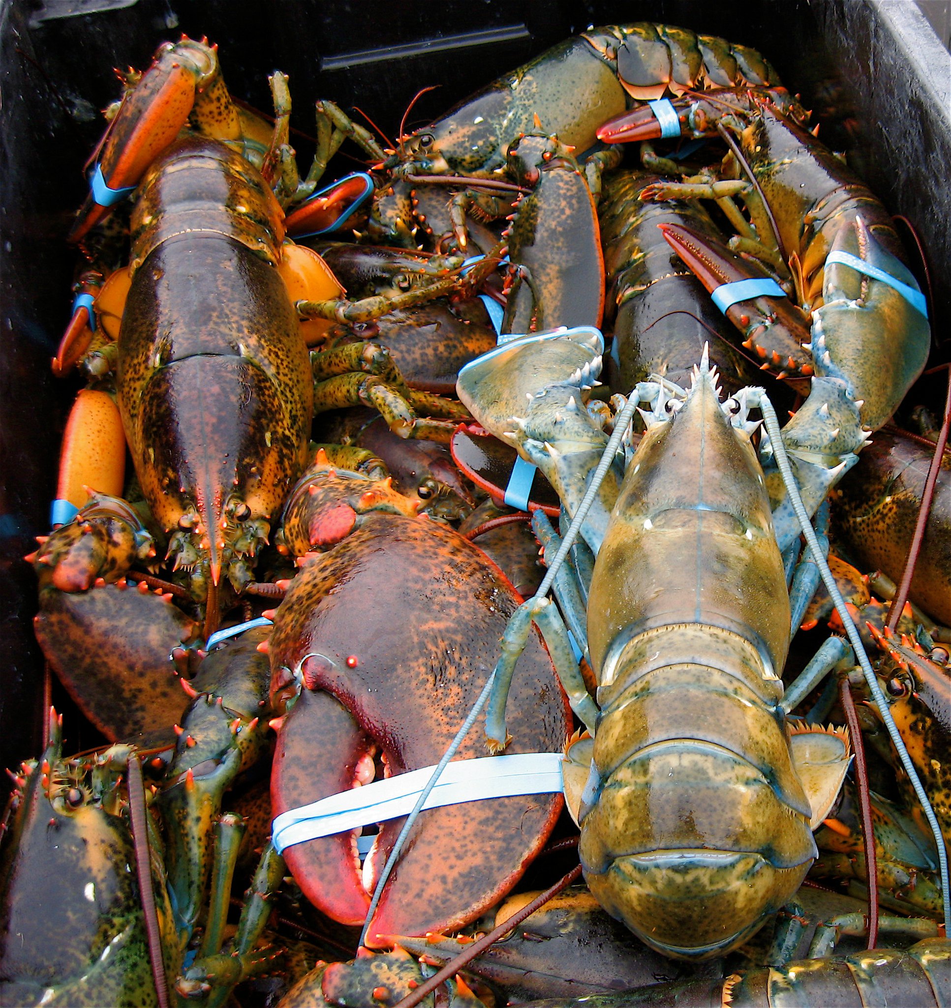 A rare blue lobster caught by Dan and Ben