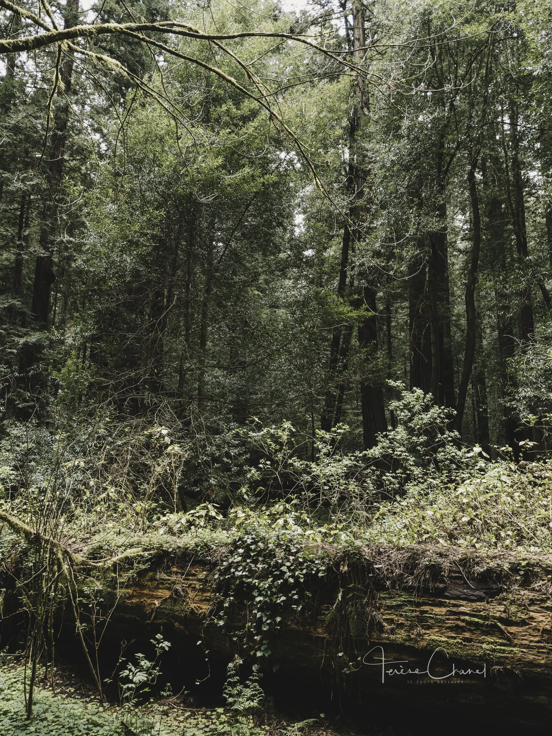 Fallen Redwood.jpg