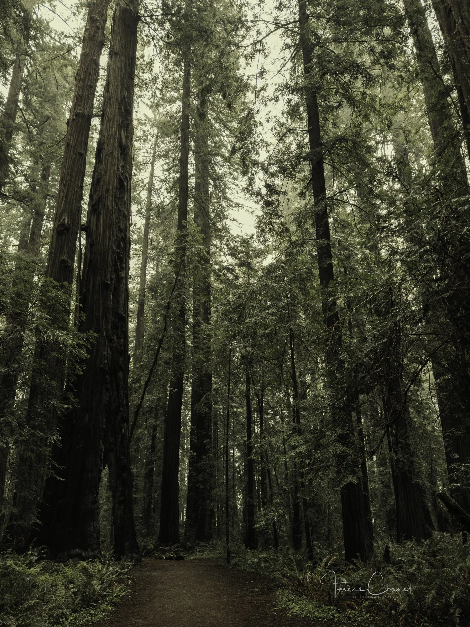 Redwood Forest 2.jpg