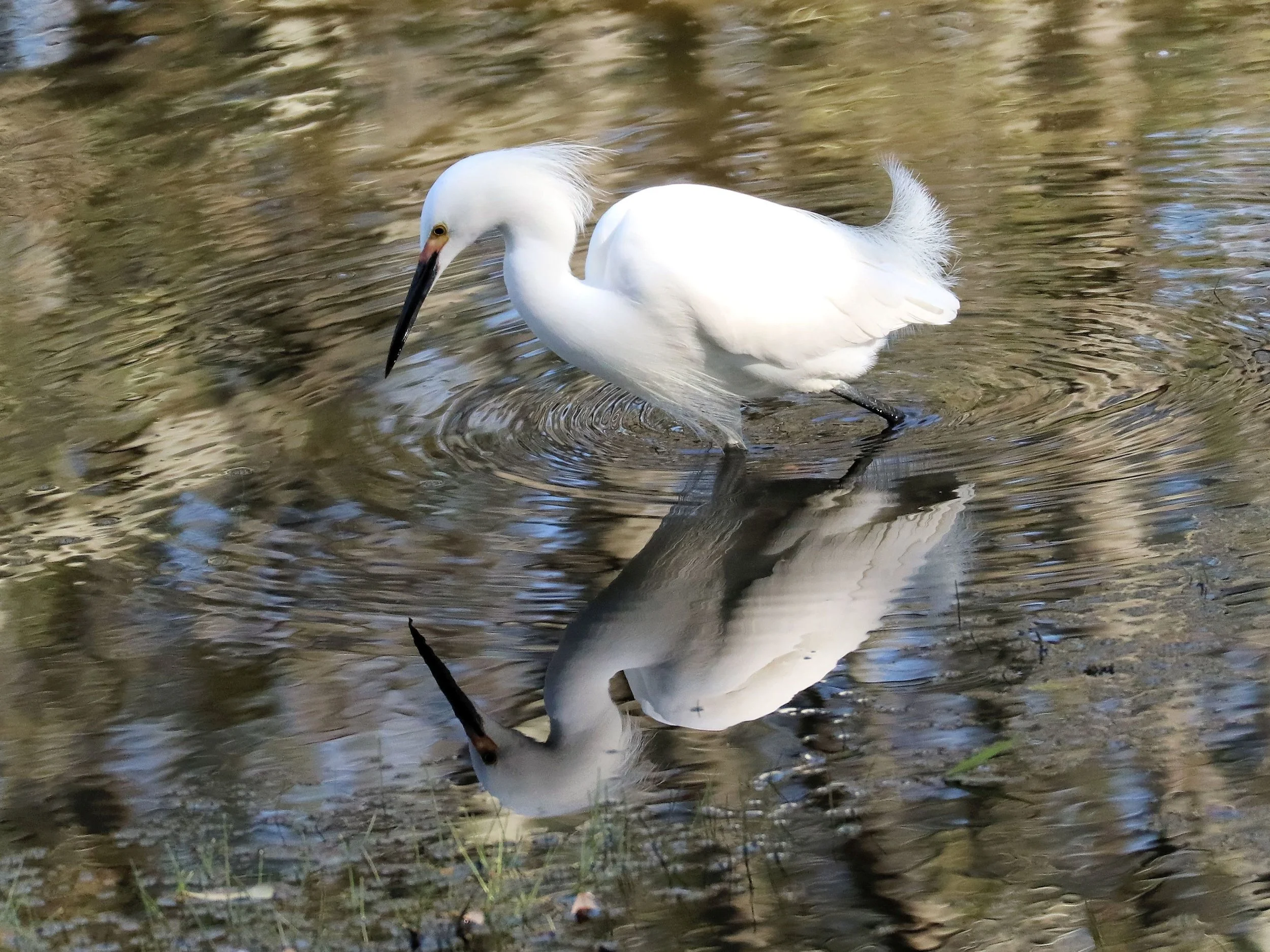 Snowy Egret ( Egretta thula ) @ Mayo Clinic