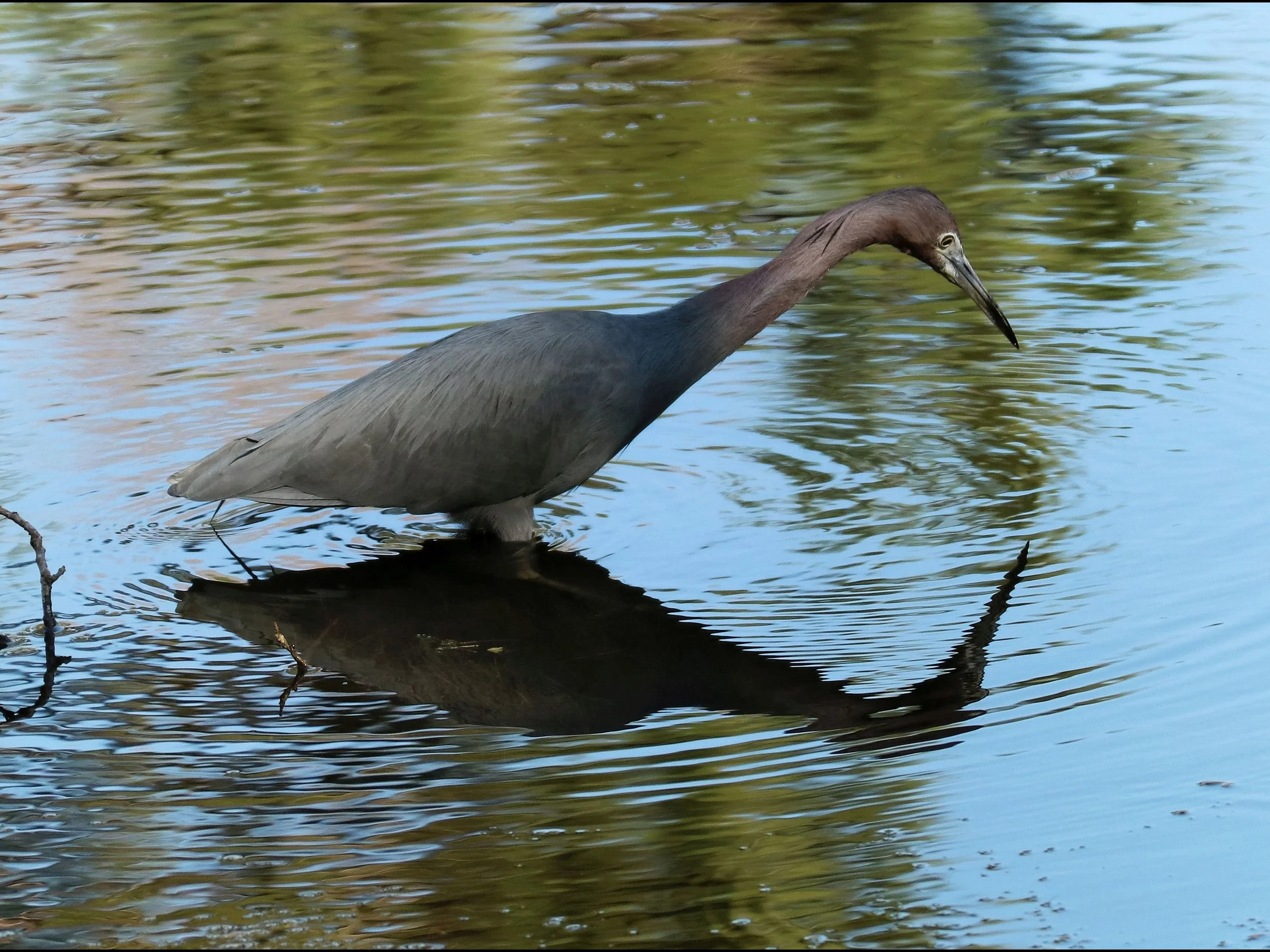 Little Blue Heron ( Egretta caerulea ) @ Mayo Clinic