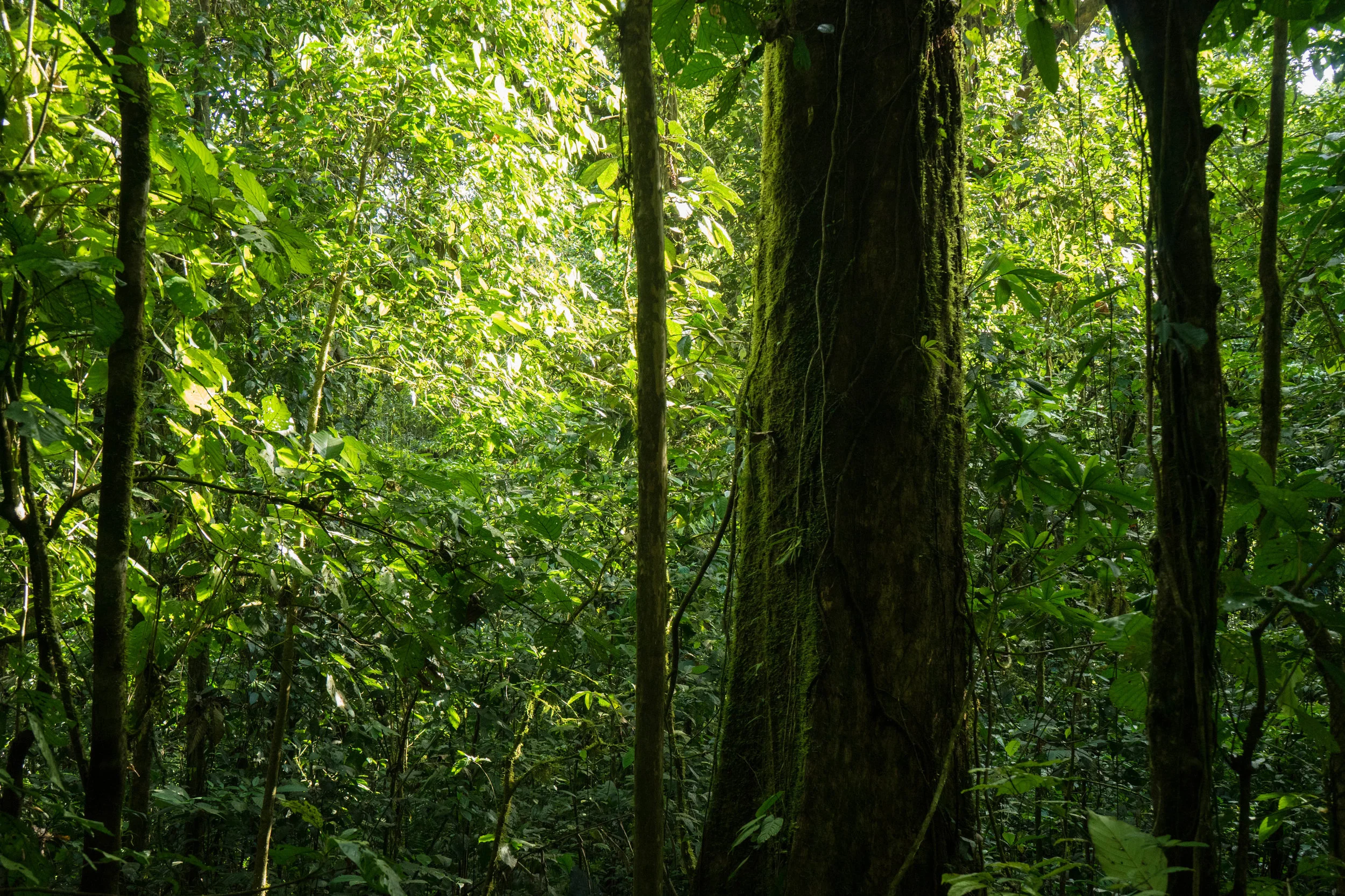 Bosque de río Mercedes
