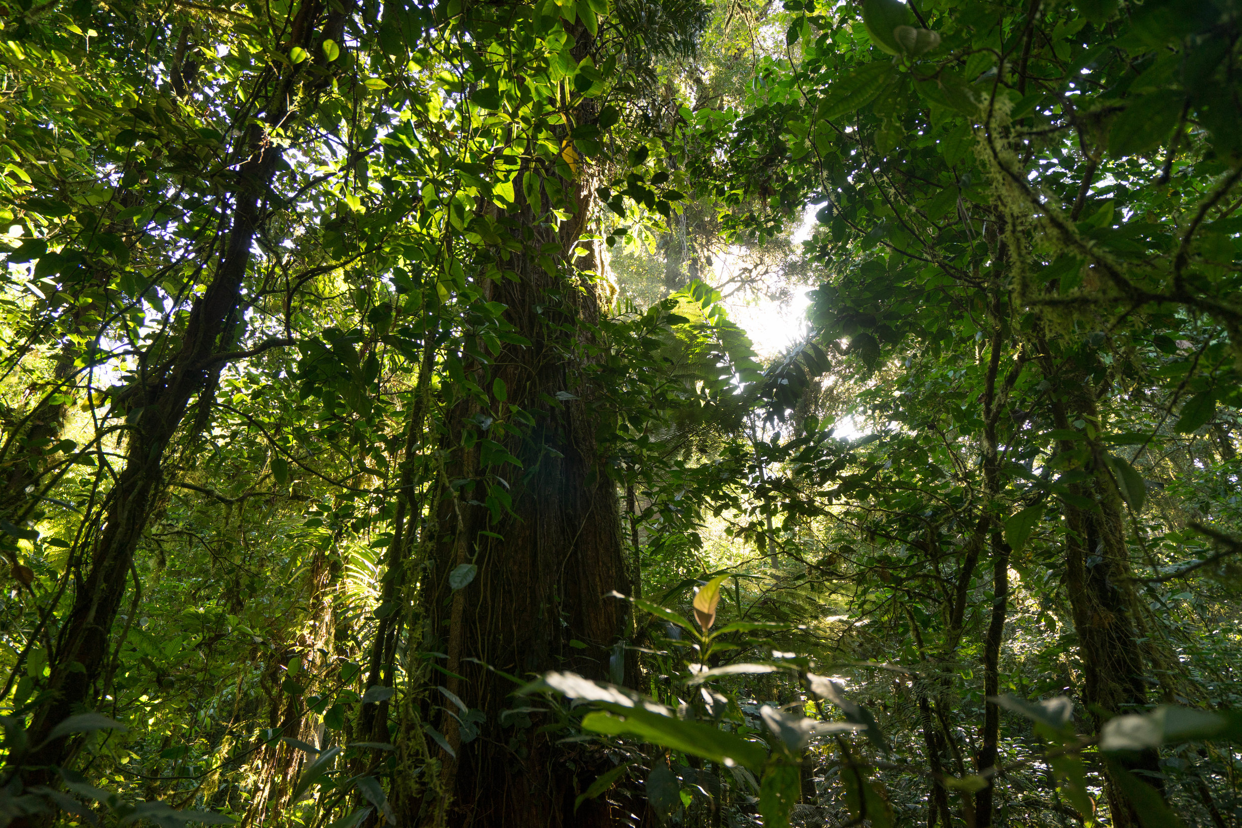 Bosque primario