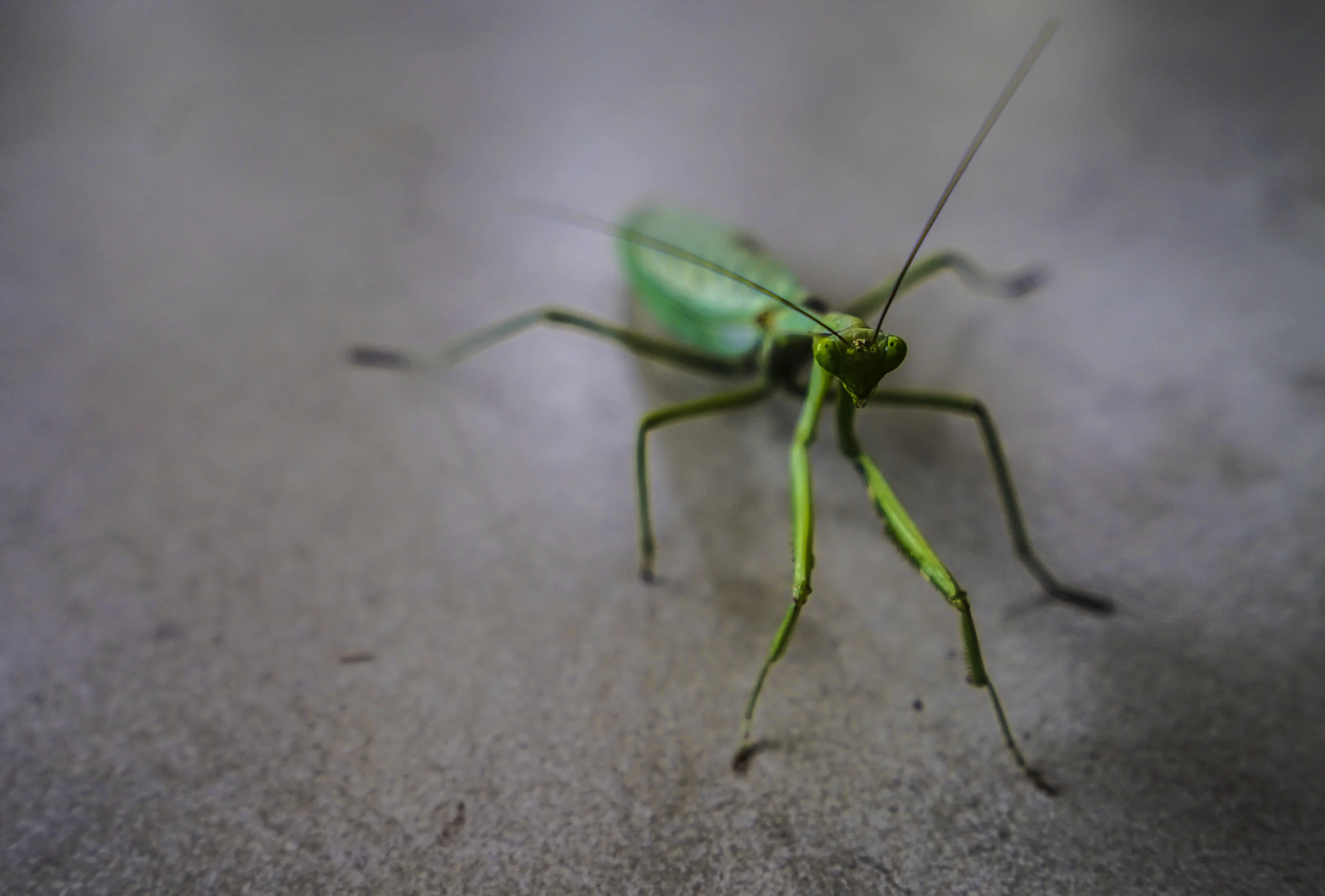 Mantis religiosa