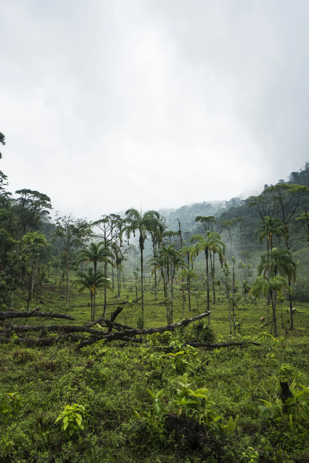 Bosque de palmas