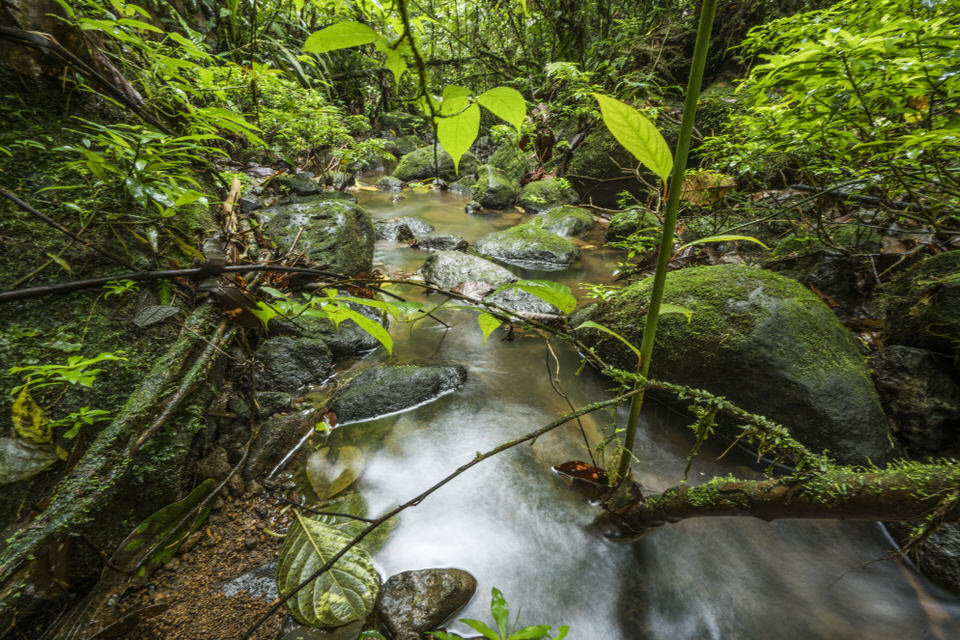 Bosque