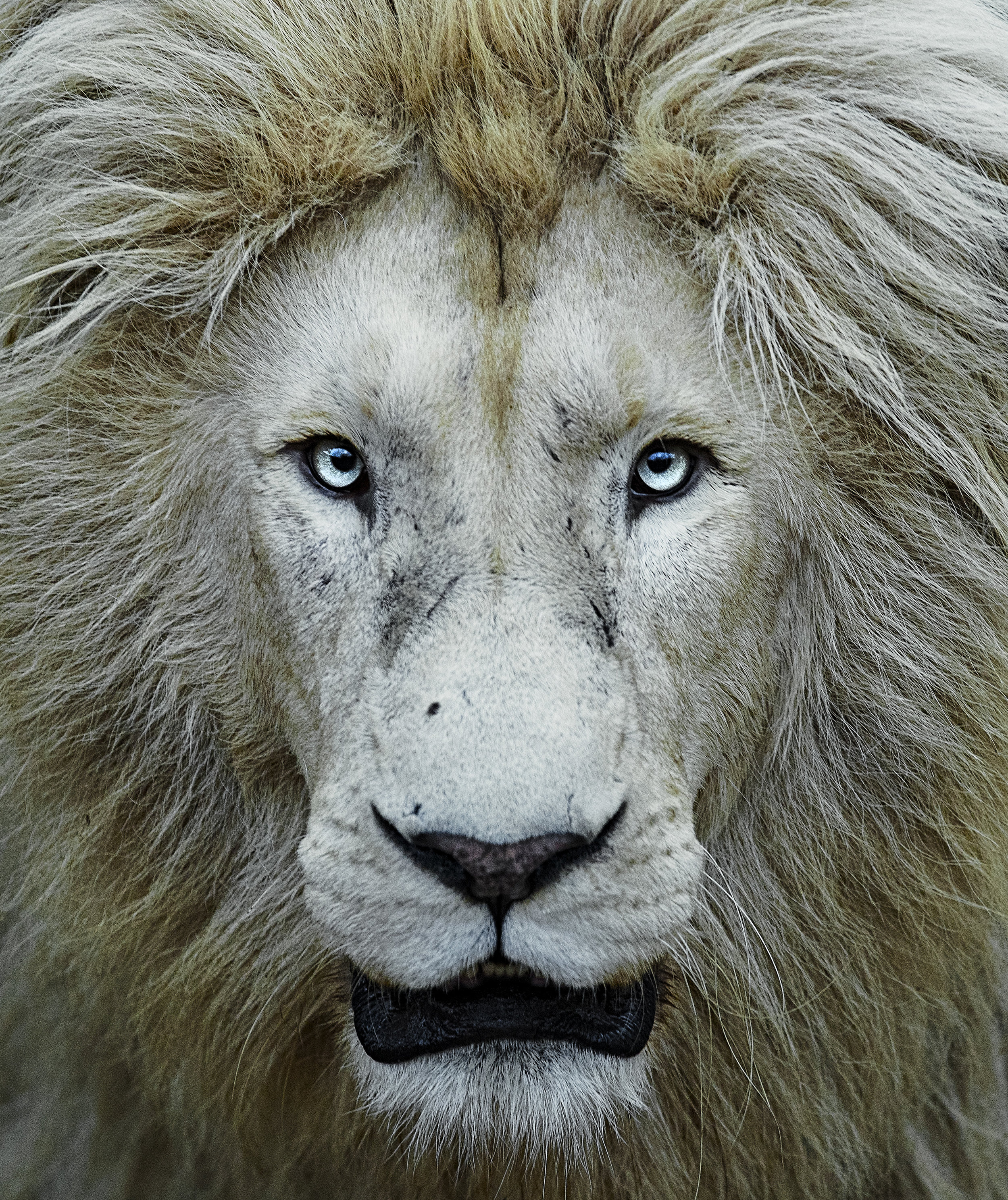 Simon+Needham+Humanitarian+Photography+Lions+of+Africa+21.jpg