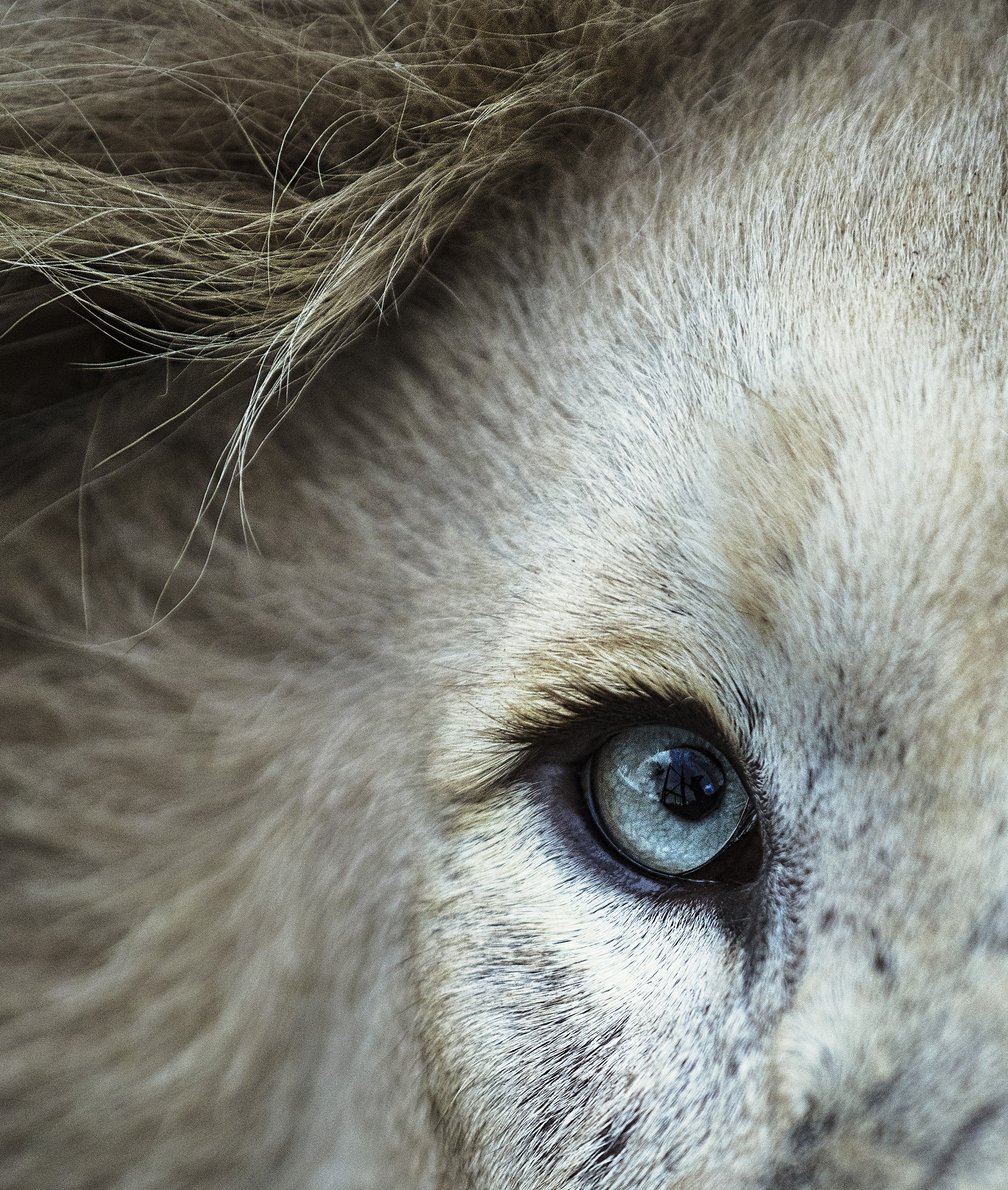 Simon+Needham+Humanitarian+Photography+Lions+of+Africa+7.jpg