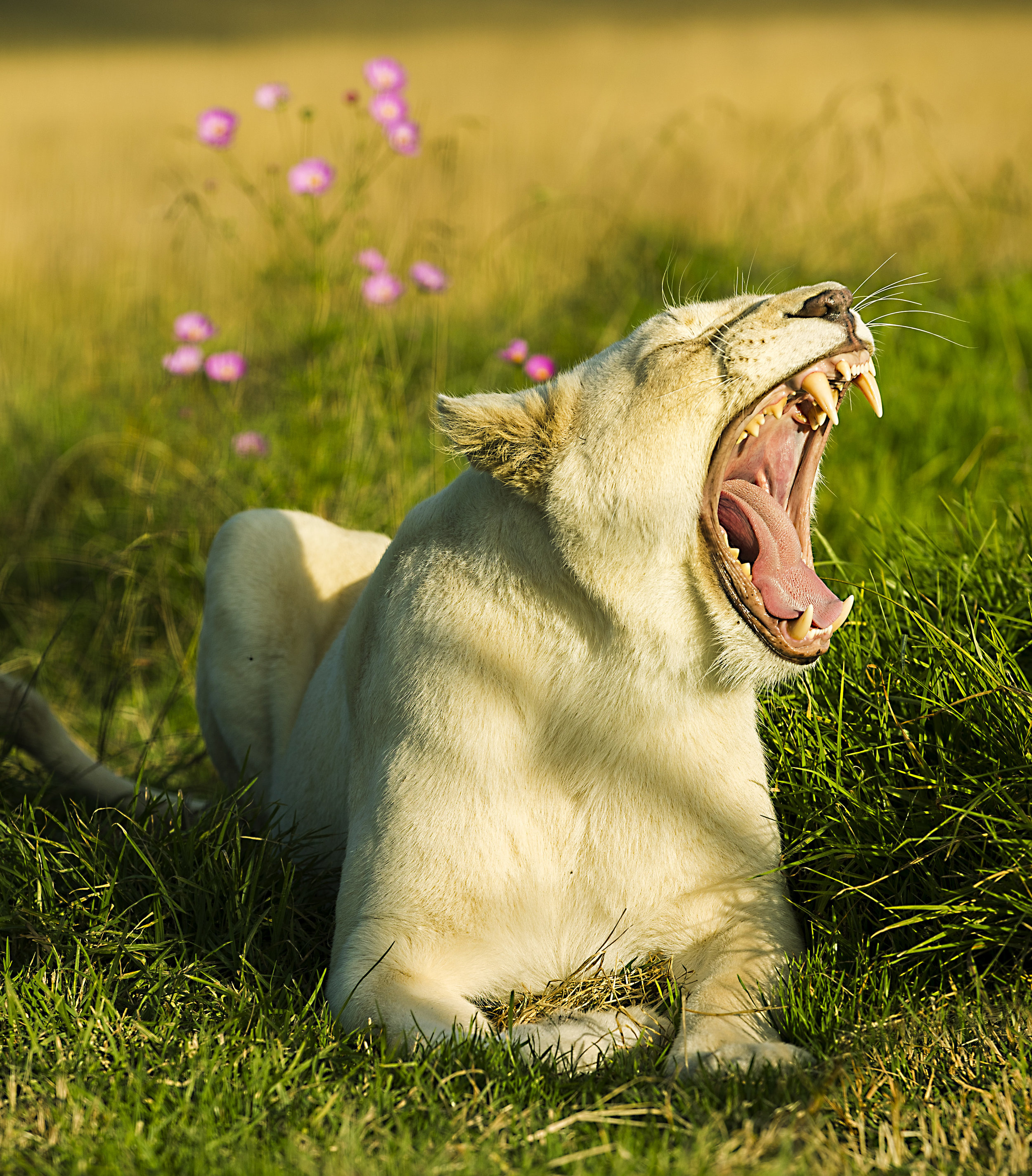 Simon+Needham+Humanitarian+Photography+Lions+of+Africa+4.jpg