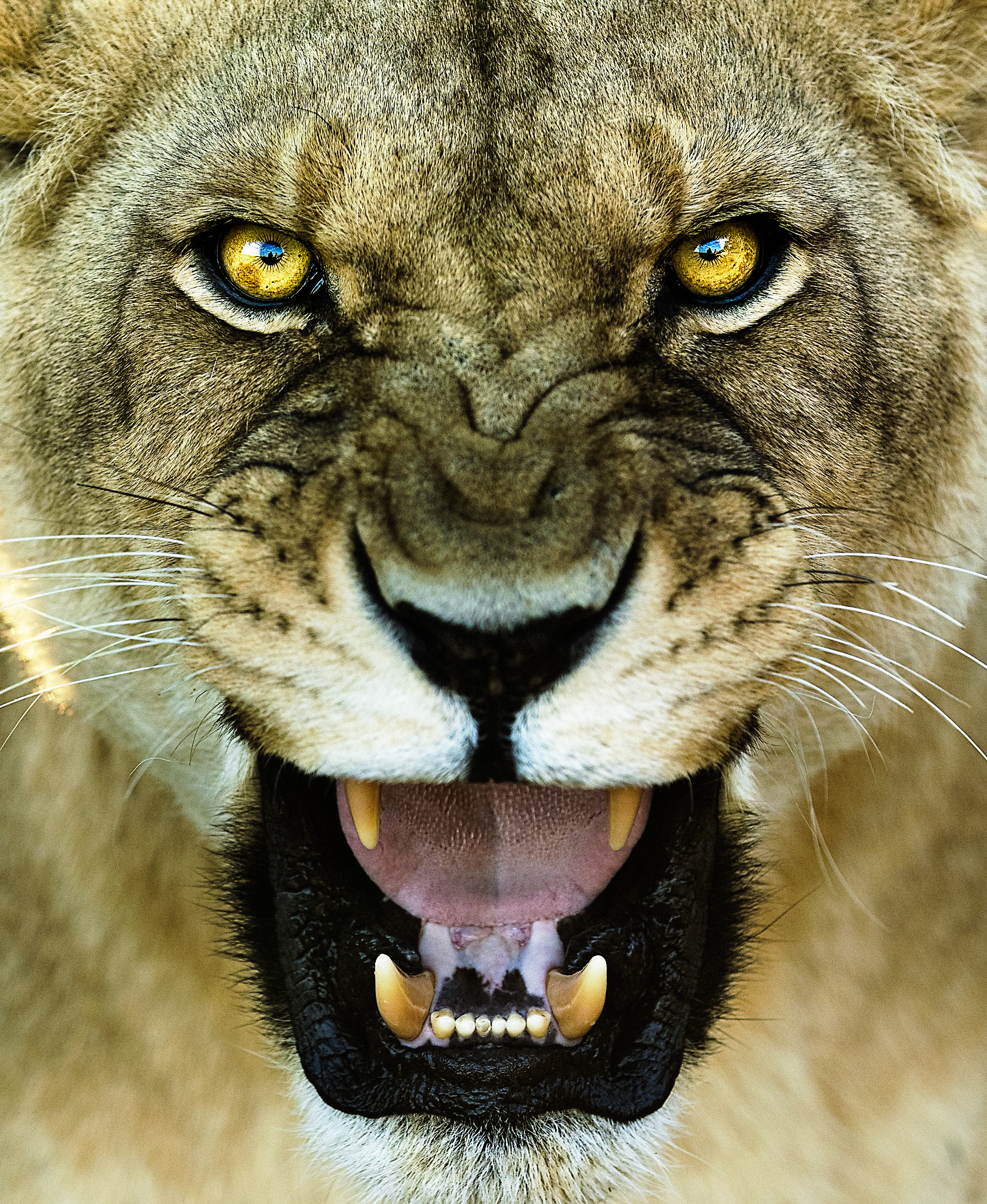 Simon+Needham+Humanitarian+Photography+Lions+of+Africa+2.jpg