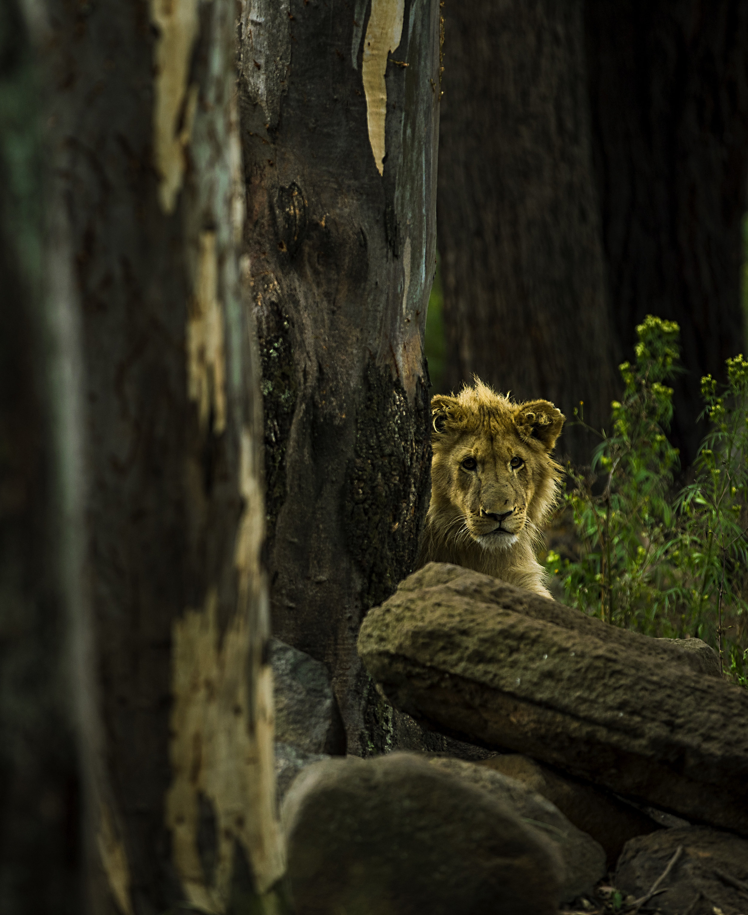 Simon+Needham+Humanitarian+Photography+Lions+of+Africa+15.jpg