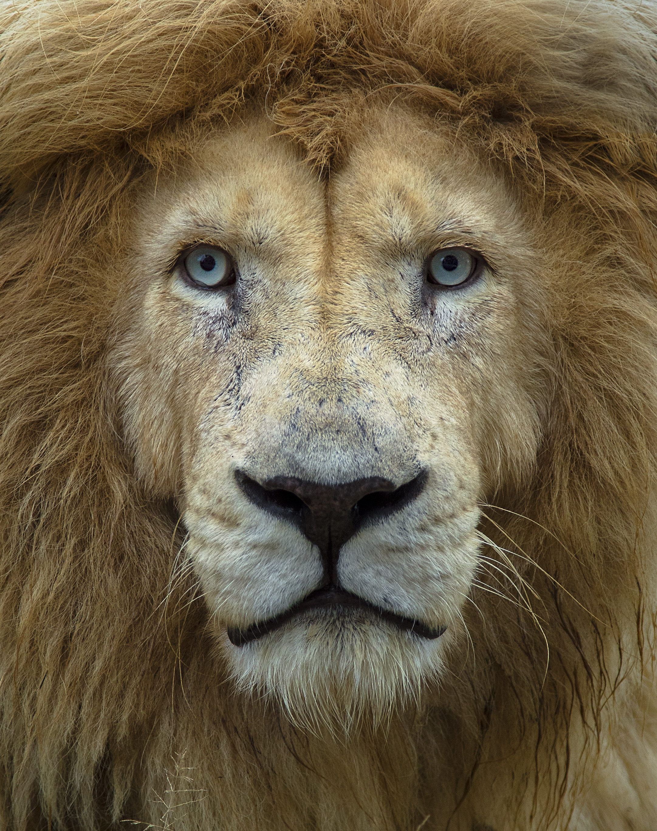 Simon+Needham+Humanitarian+Photography+Lions+of+Africa+19.jpg