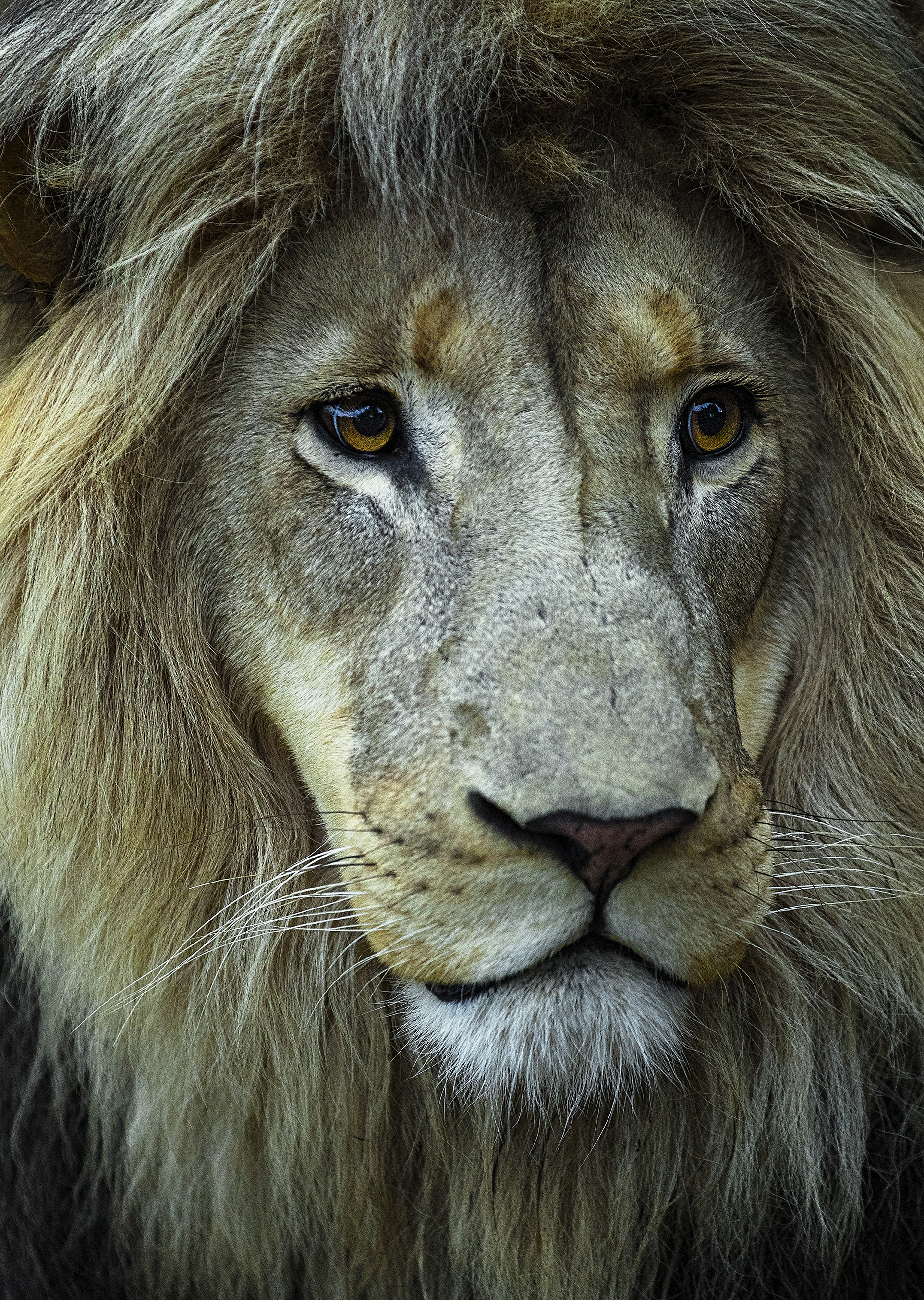 Simon+Needham+Humanitarian+Photography+Lions+of+Africa+20.jpg