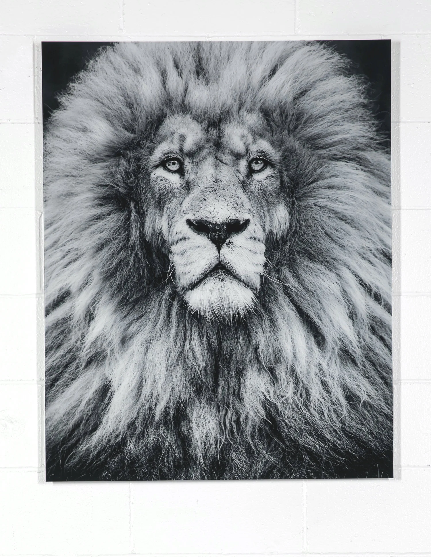 TONGA ON ALUMINUM